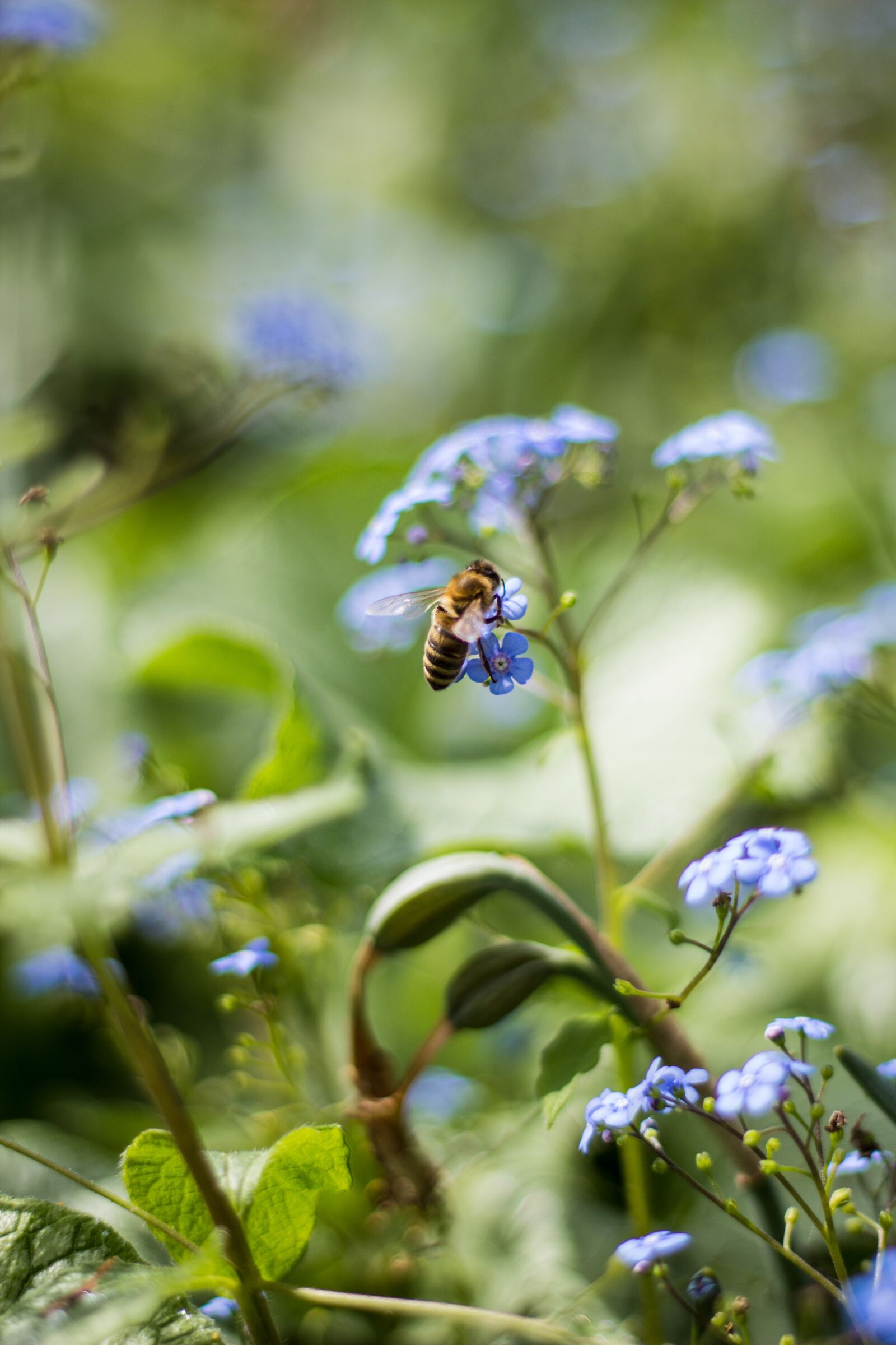Canon EOS 600D (Rebel EOS T3i / EOS Kiss X5) + Canon EF 50mm F1.8 STM sample photo. Forest, flower, bee photography