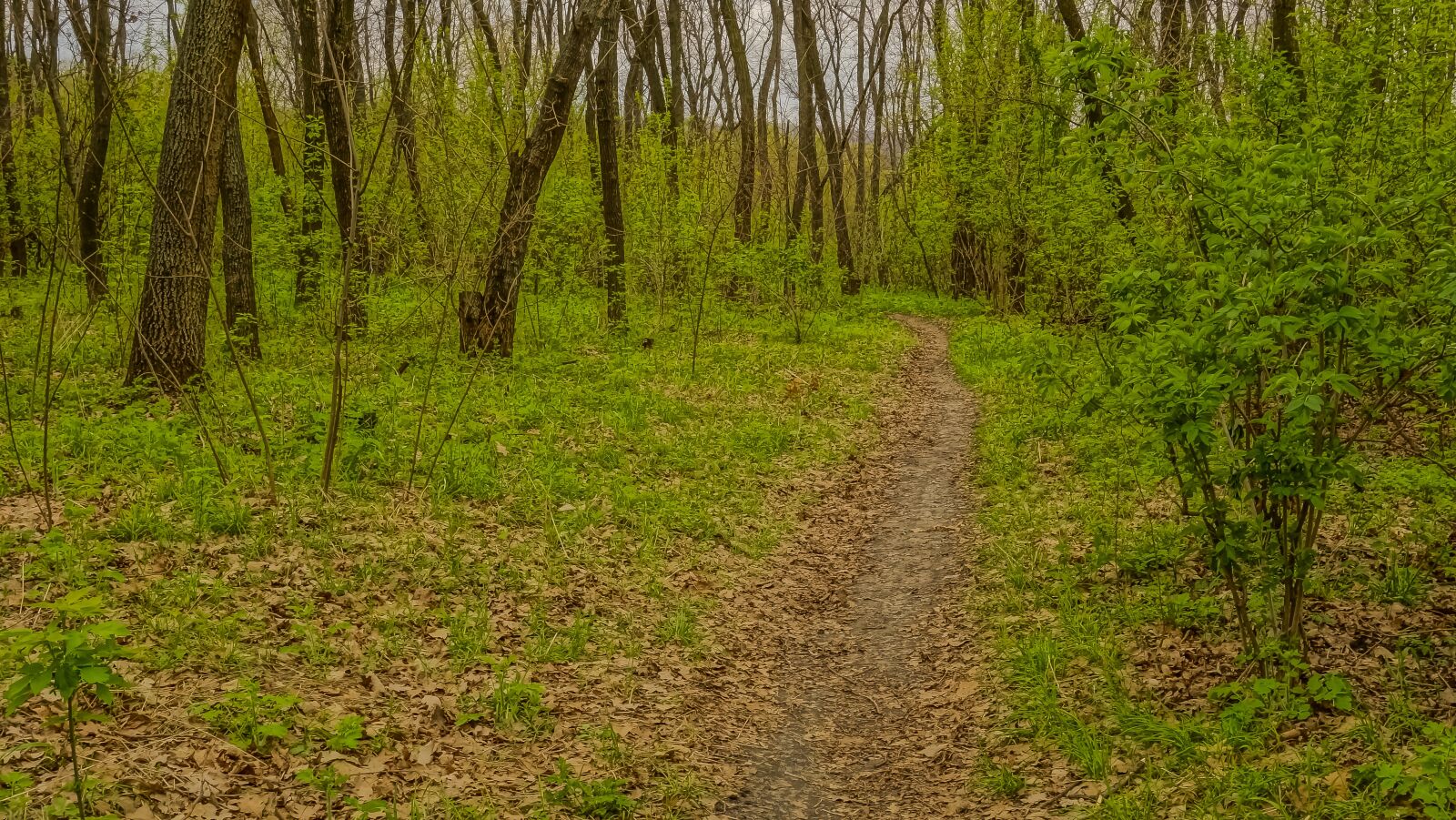 Sony Cyber-shot DSC-RX100 sample photo. Nature, wood, tree photography