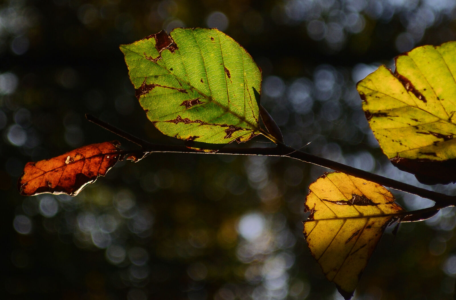 Nikon D7000 + Nikon AF-S DX Nikkor 18-55mm F3.5-5.6G VR sample photo. Leaf, leaves, autumn, beech photography