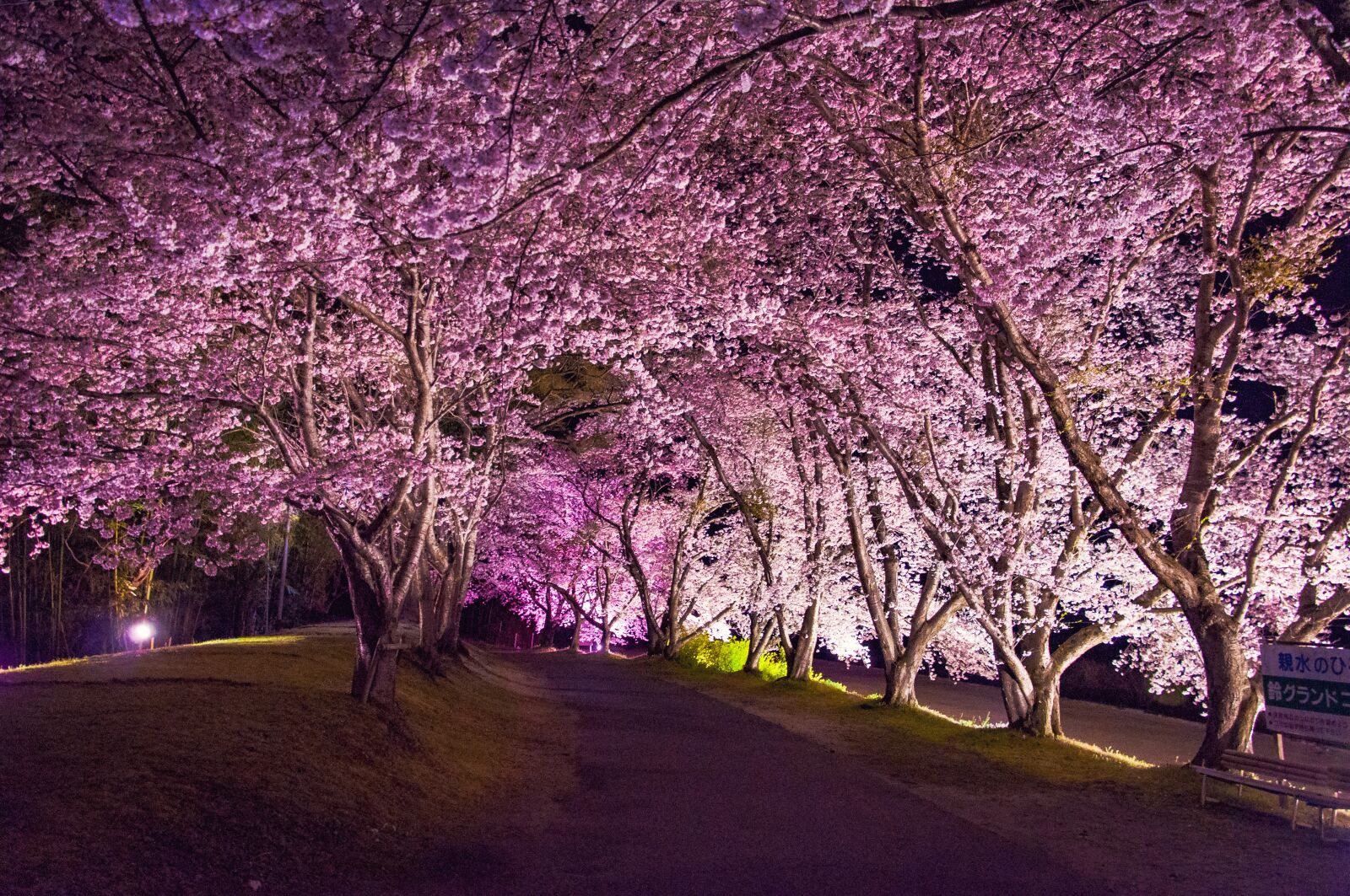 Nikon D90 sample photo. Japan, cherry blossoms, flowers photography