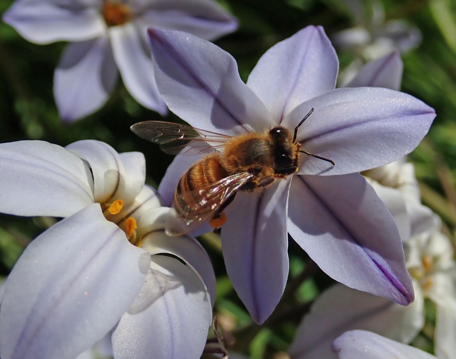 Olympus TG-5 sample photo. Bee, insect, flower photography