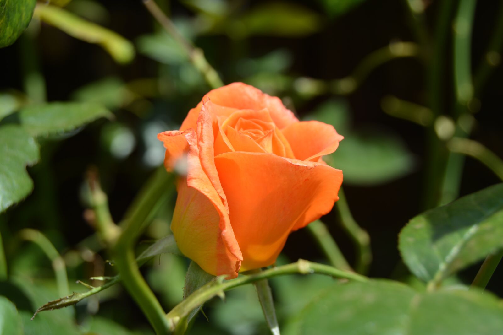 Nikon D5200 sample photo. Rose, rose in bloom photography