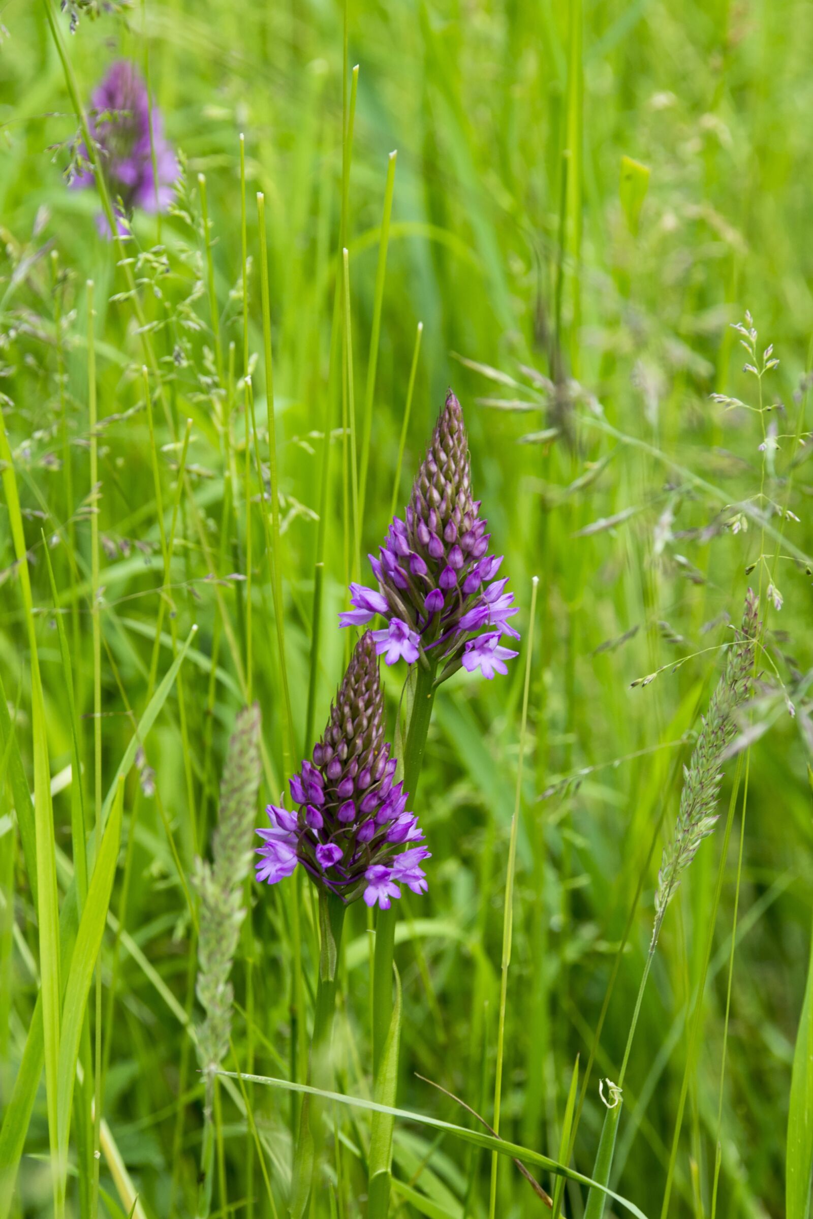 Nikon D7100 sample photo. Orchid, wildflower, plant photography