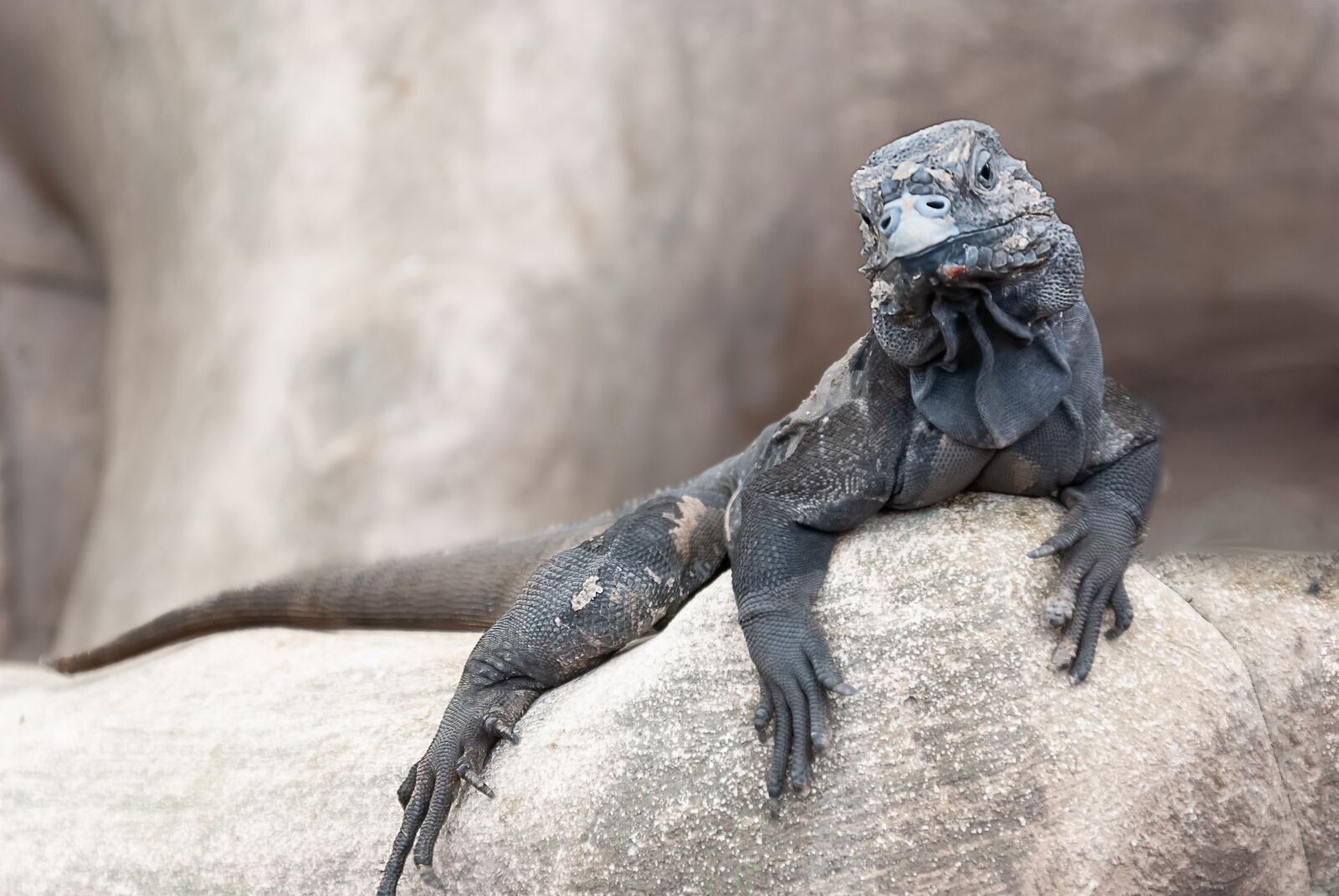 Nikon D80 sample photo. Iguana, lizard, tree photography