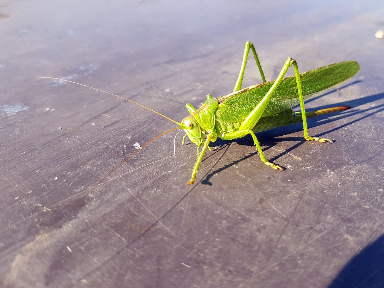 Samsung Galaxy S7 sample photo. Cricket, insect, female photography