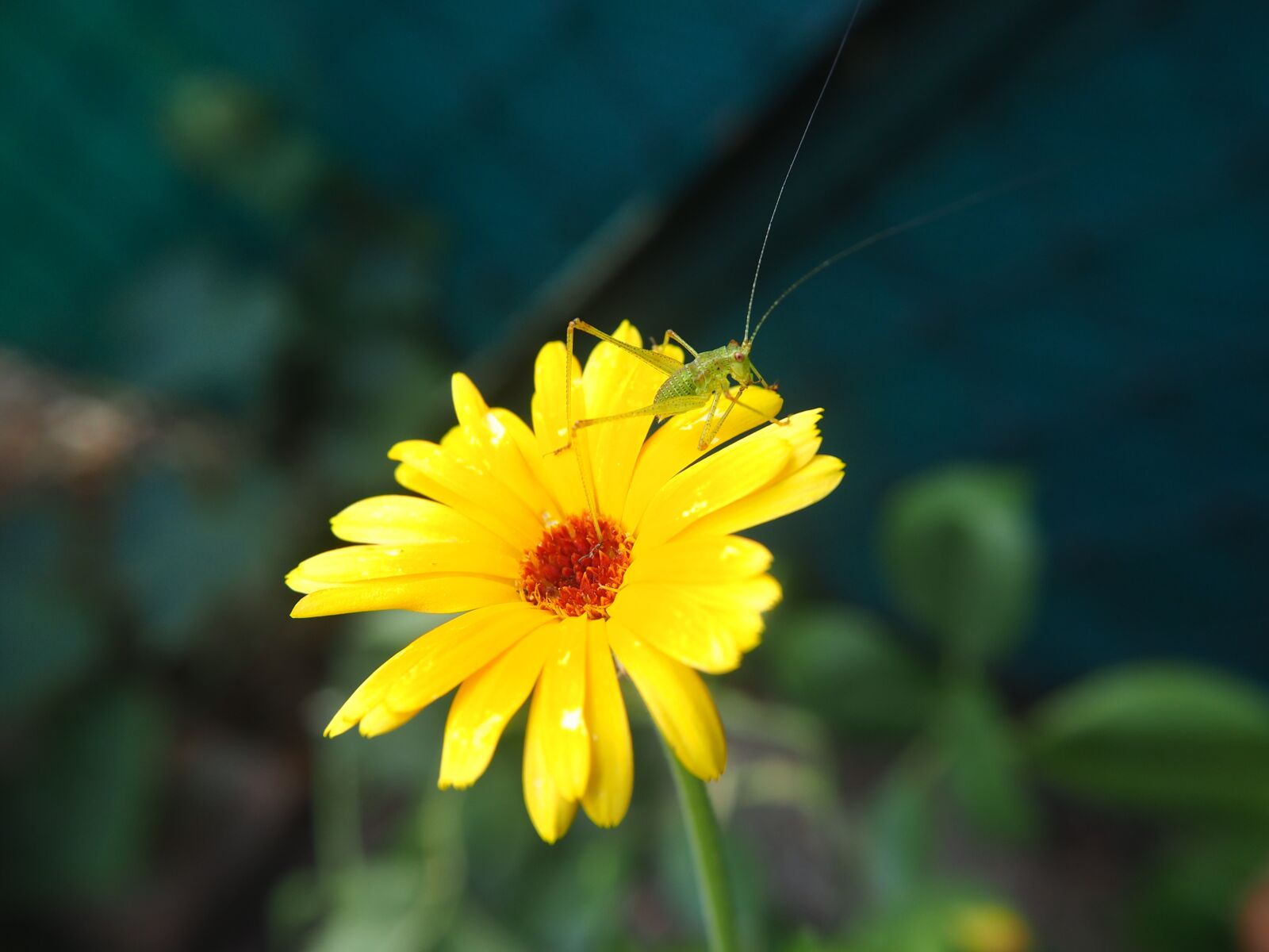 Olympus OM-D E-M10 sample photo. Grasshopper, close up, insect photography