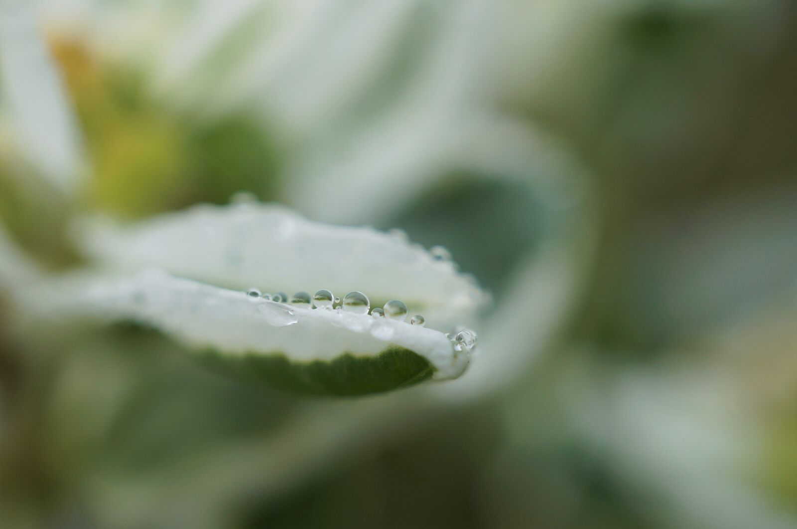 Sony Alpha NEX-3N + Sony E 30mm F3.5 Macro sample photo. Water, drip, macro photography