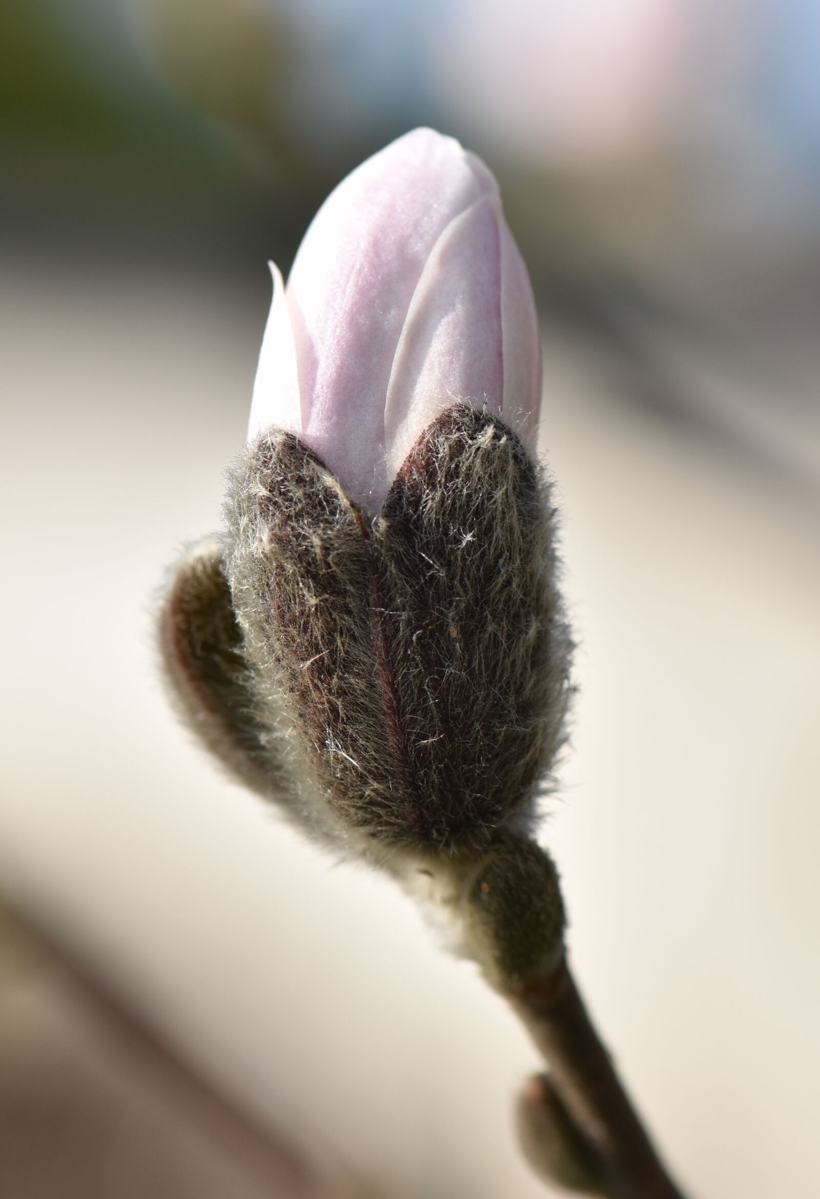 Nikon D5500 sample photo. Magnolia, plant, flower photography