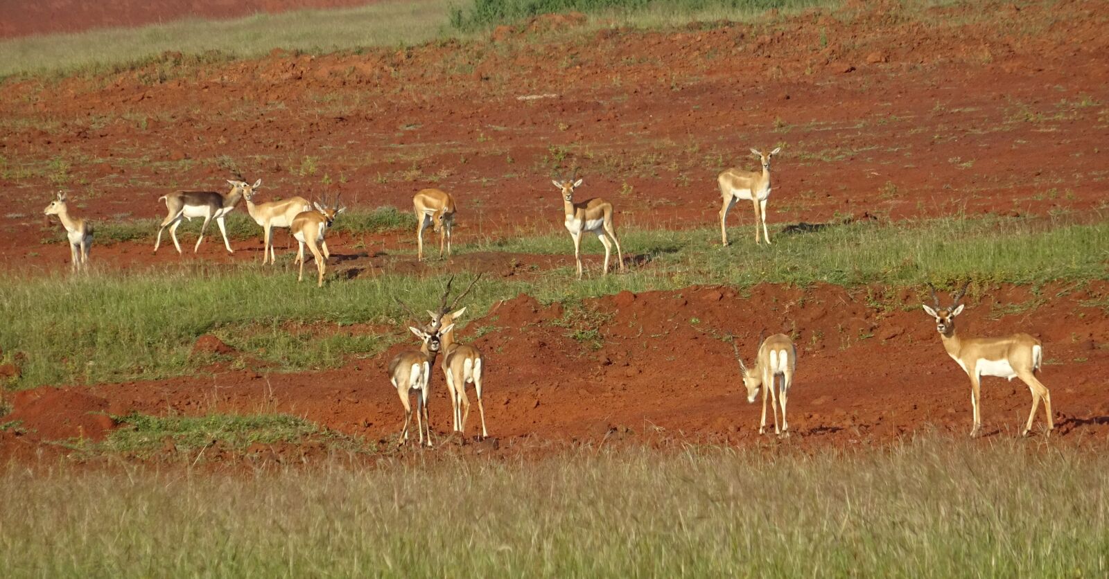 Sony DSC-HX60V sample photo. Blackbuck, antelope, wild photography
