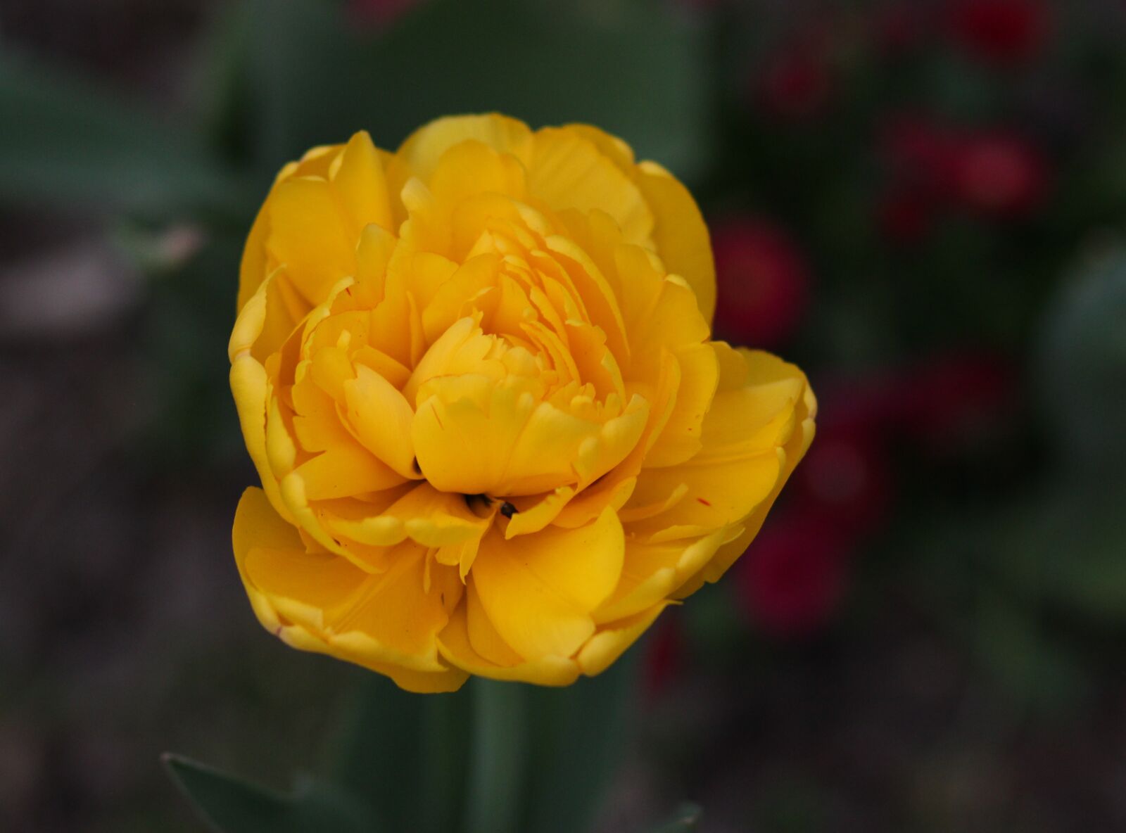 Canon EOS 700D (EOS Rebel T5i / EOS Kiss X7i) + Canon EF 85mm F1.8 USM sample photo. Tulip, yellow, flower photography
