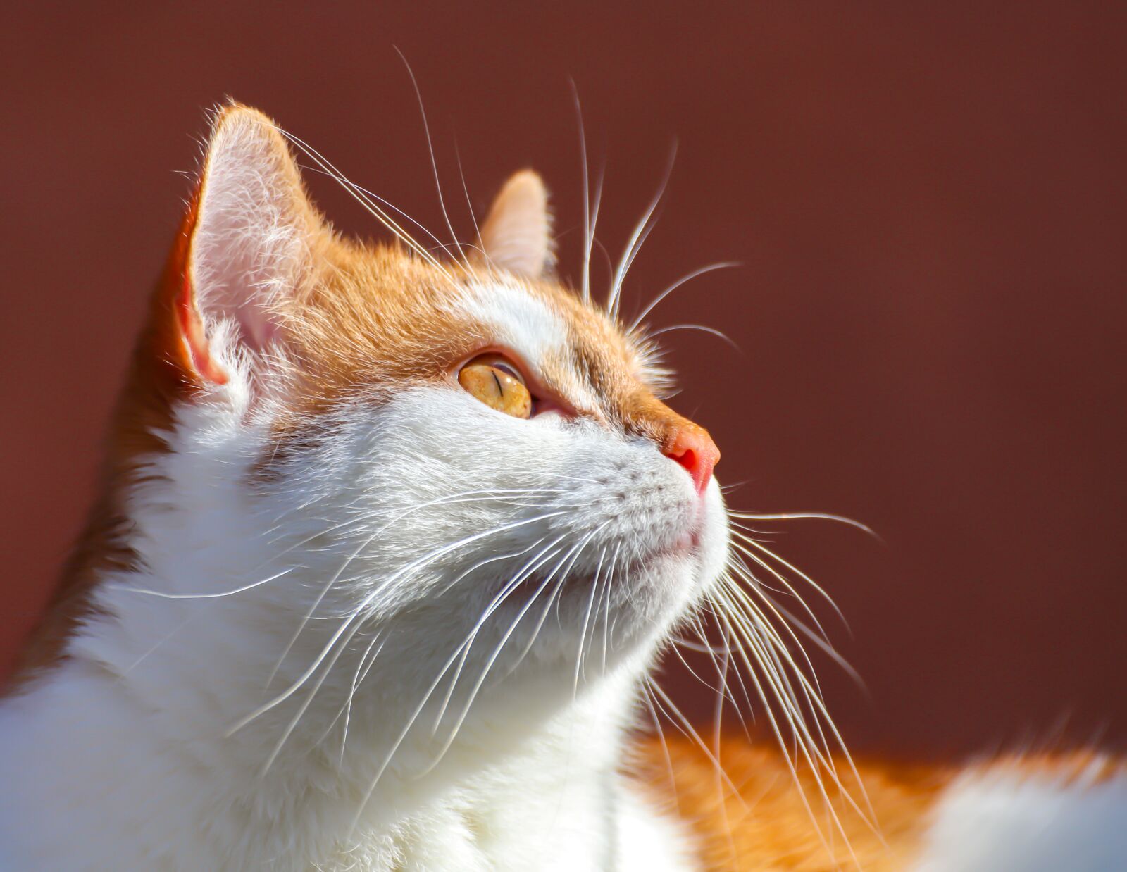 Canon EOS 200D (EOS Rebel SL2 / EOS Kiss X9) sample photo. Cat, red, white photography