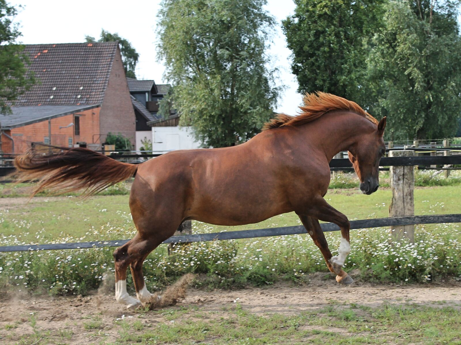 Canon EOS 1100D (EOS Rebel T3 / EOS Kiss X50) sample photo. Horse, warmblut, paddock photography