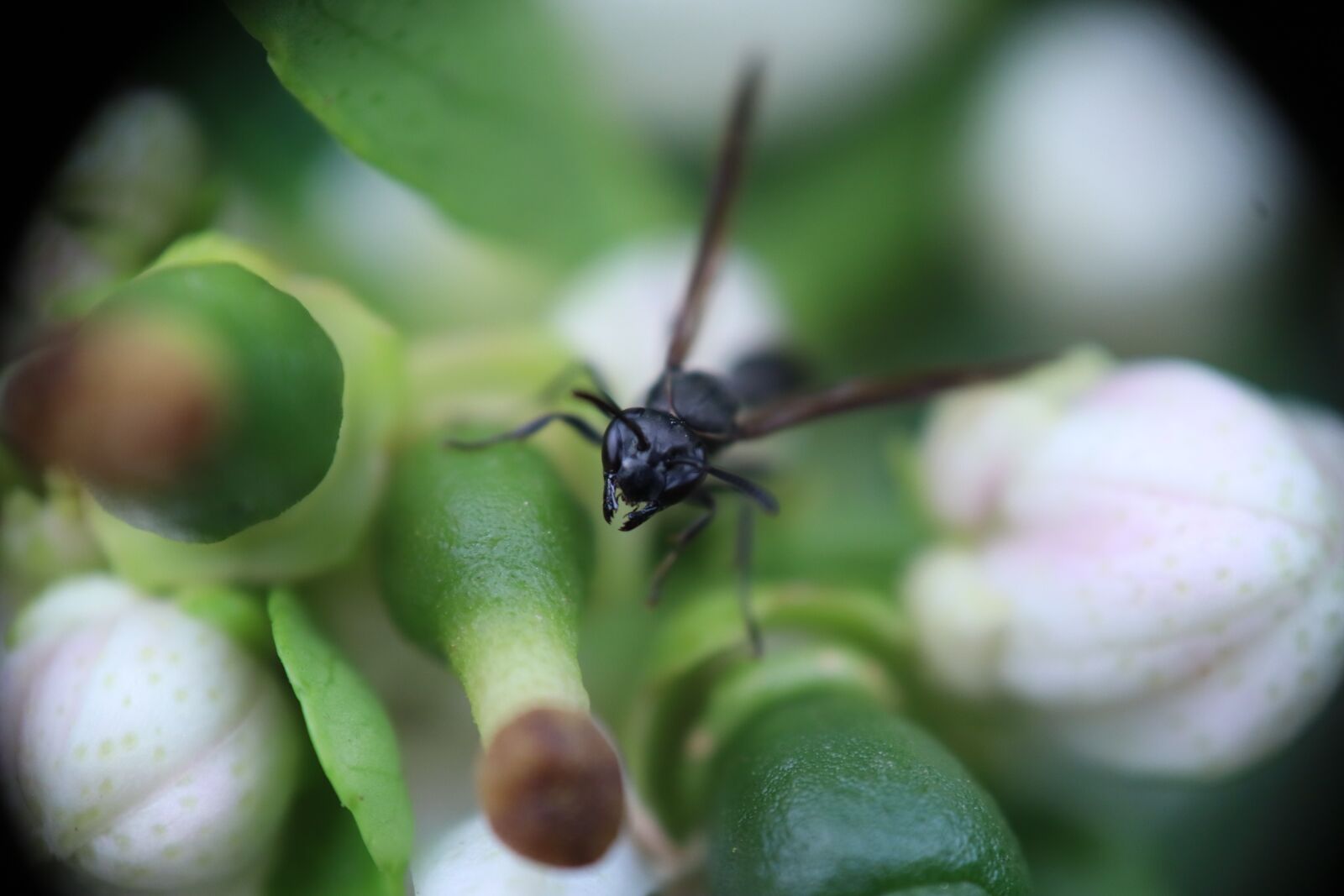 Canon EOS M50 (EOS Kiss M) sample photo. Insect, wasp, garden photography