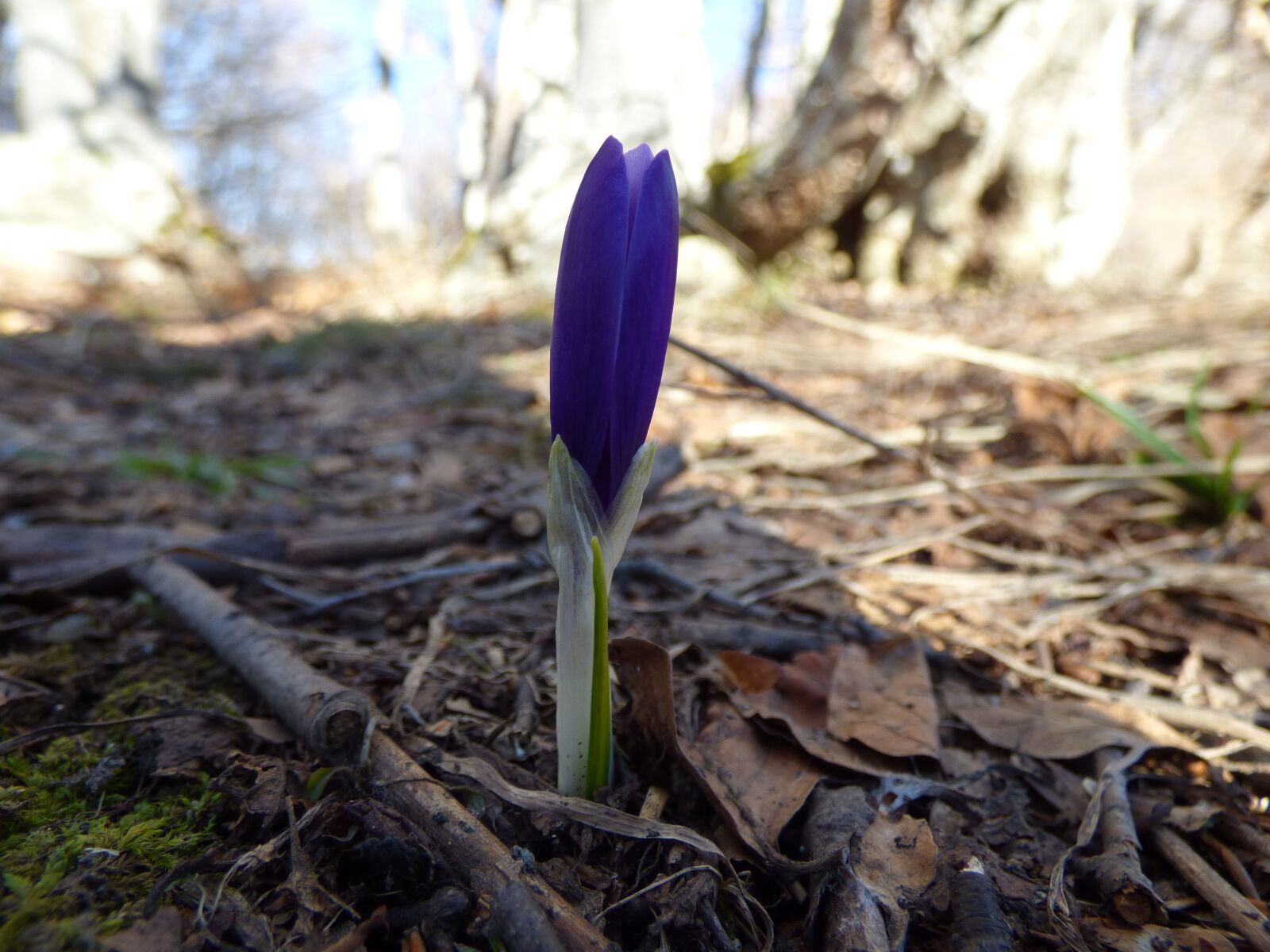 Panasonic DMC-FZ72 sample photo. Crocus, mountain, spring photography