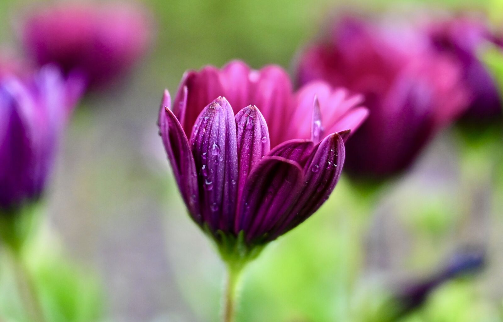 Nikon Nikkor Z 24-70mm F2.8 S sample photo. Margarite, flower, garden photography