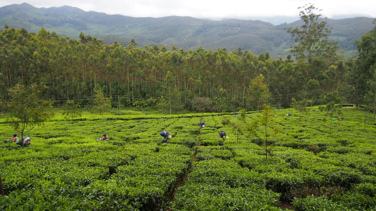 Olympus PEN E-PM2 sample photo. Tea plantation, india, munnar photography