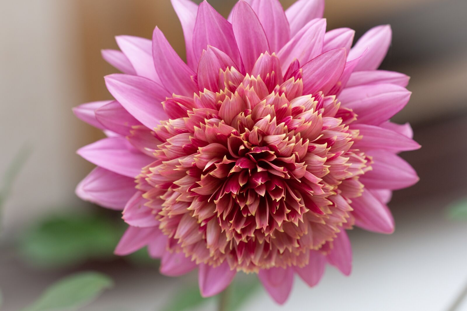 Nikon D750 sample photo. Flower, blossom, bloom photography