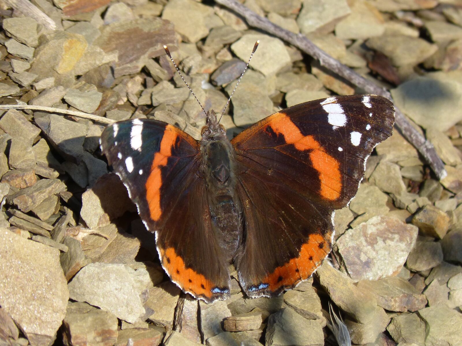Panasonic DMC-FZ62 sample photo. Butterfly, atalanta, vanessa atalanta photography