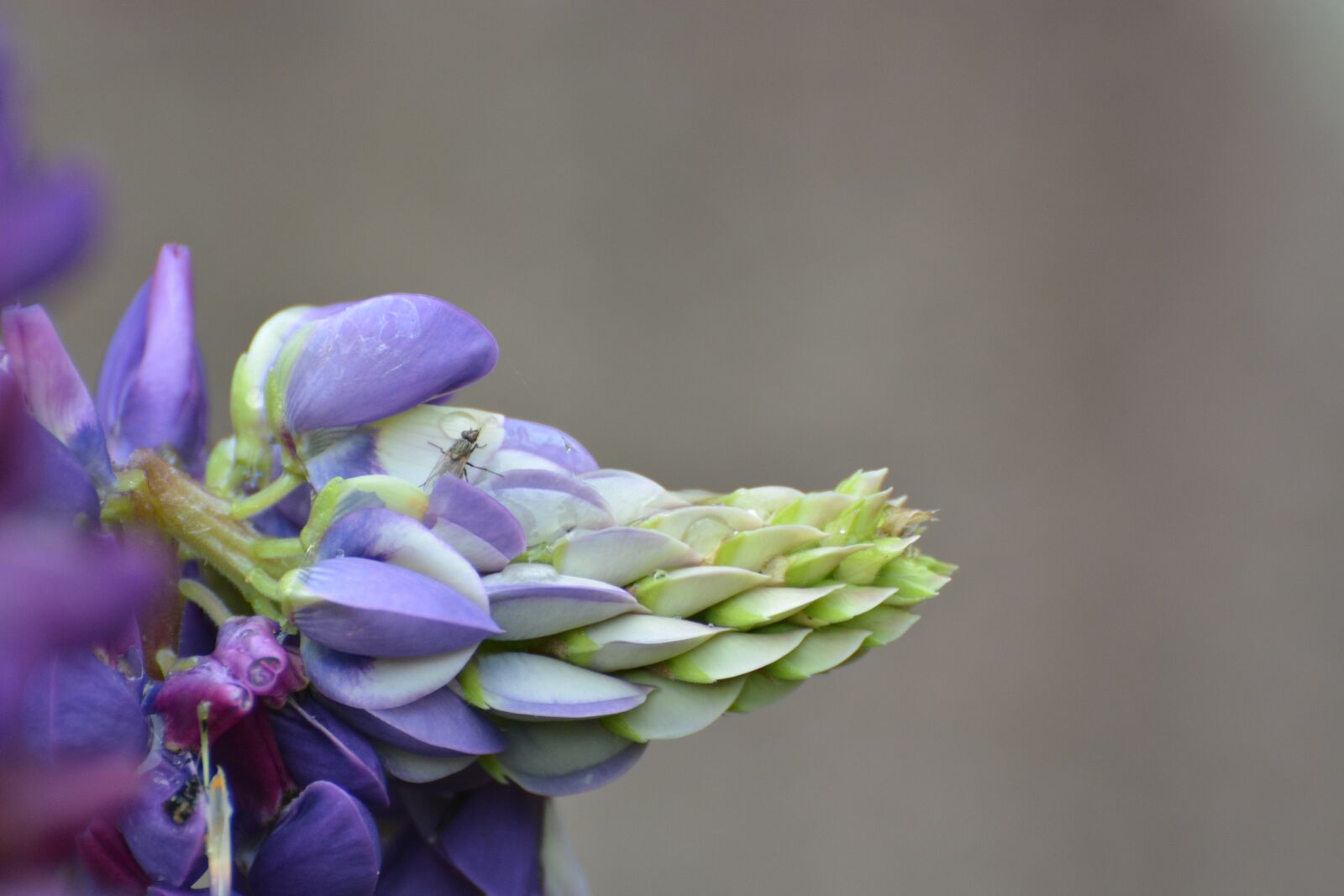 Nikon D7100 sample photo. Bud, floral lace, blue photography