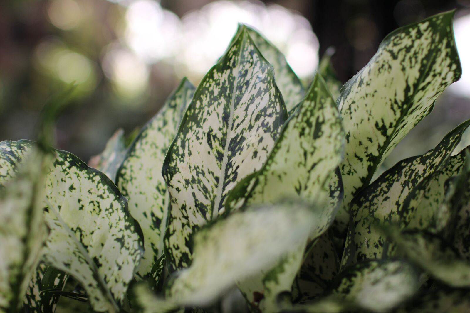 Canon EF 35mm F1.4L USM sample photo. Leaf, plant, foliage photography