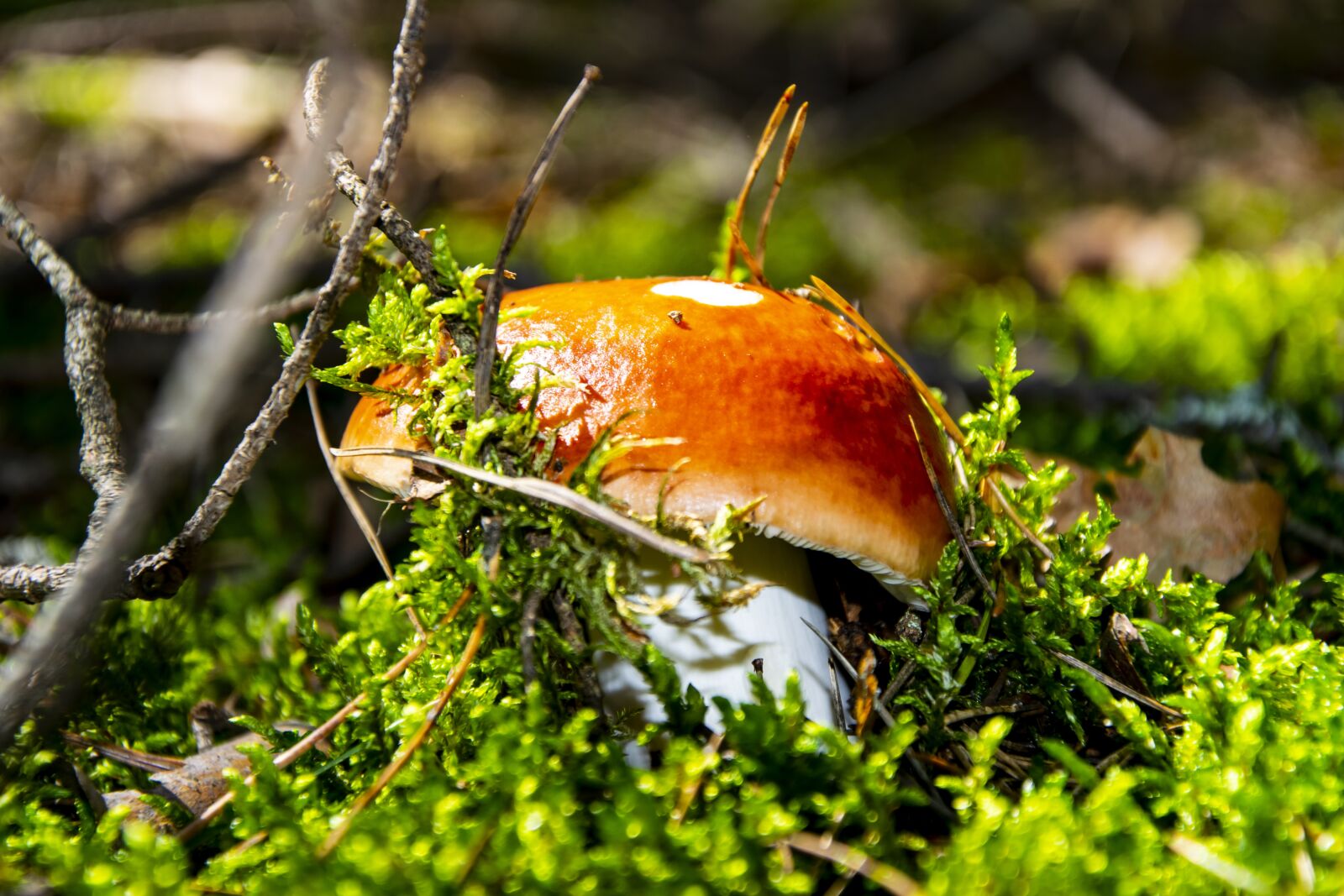 Nikon D5300 sample photo. Forest, mushroom, macro photography