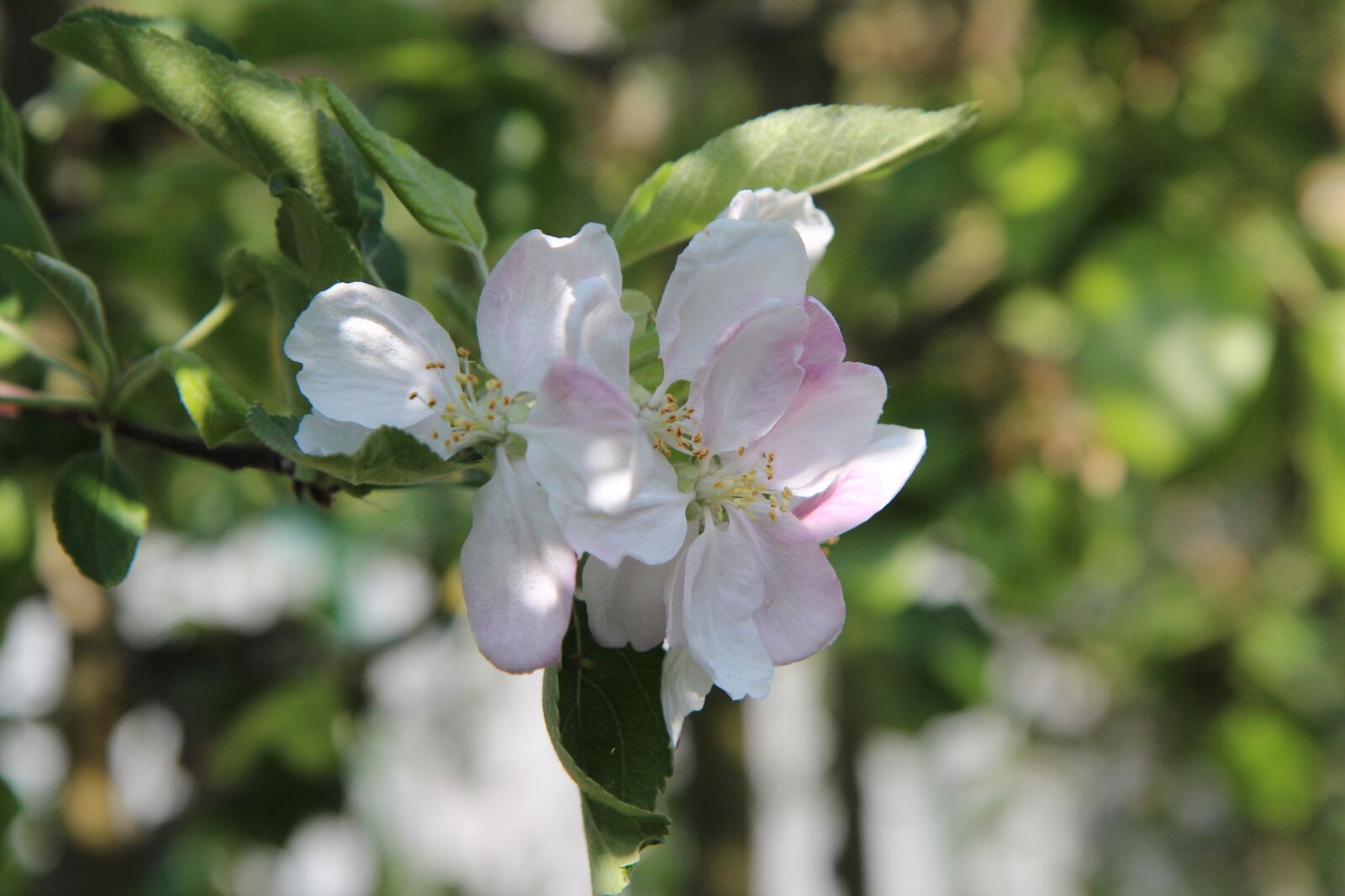 Canon EOS 600D (Rebel EOS T3i / EOS Kiss X5) sample photo. Apple, flowering apple tree photography