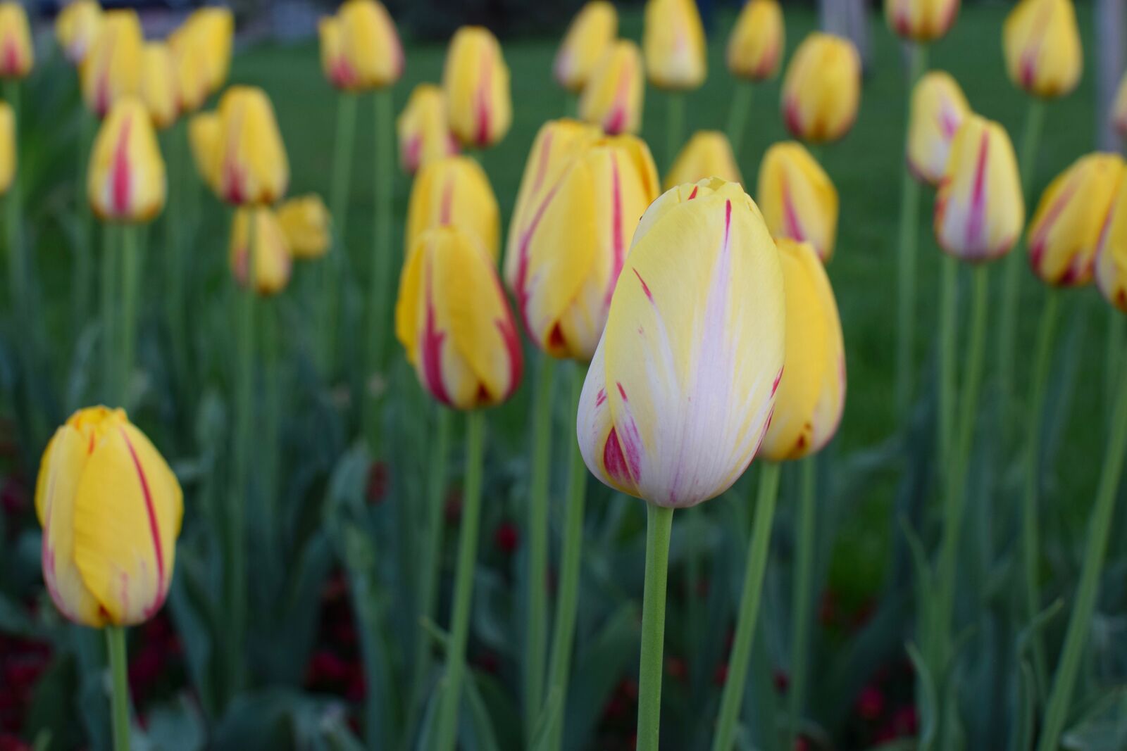 Nikon D5300 sample photo. Flower, nature, tulip photography