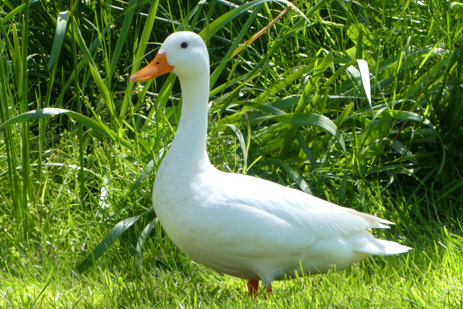 Panasonic Lumix DC-ZS70 (Lumix DC-TZ90) sample photo. White duck, white, feathers photography