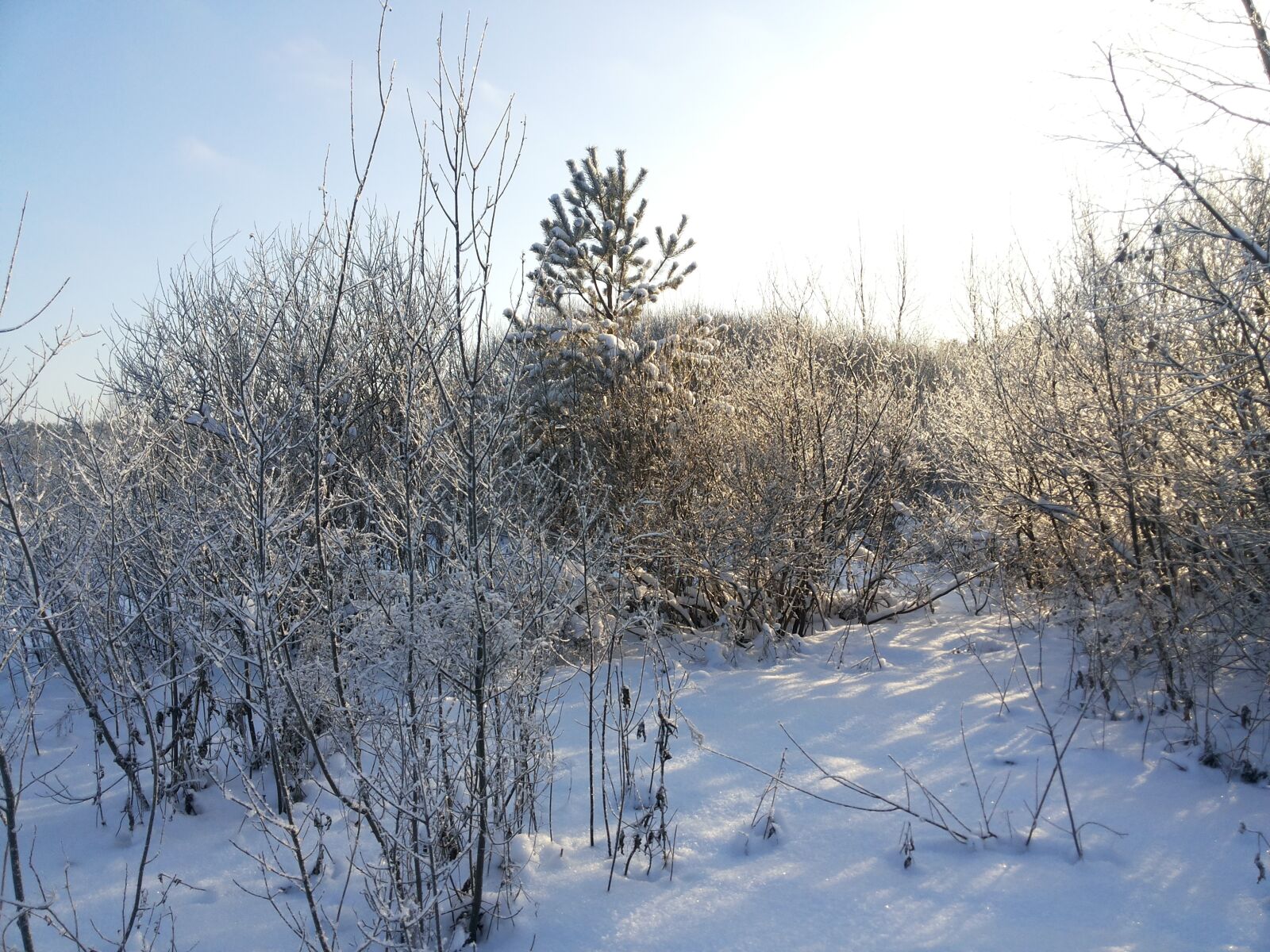 Samsung Galaxy Grand Duos sample photo. Winter, sun, frost photography