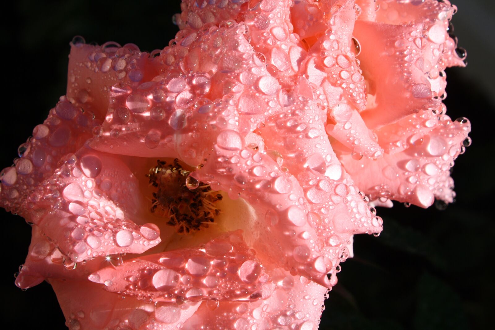 Canon EOS 1000D (EOS Digital Rebel XS / EOS Kiss F) sample photo. Roses, raindrops, plant photography