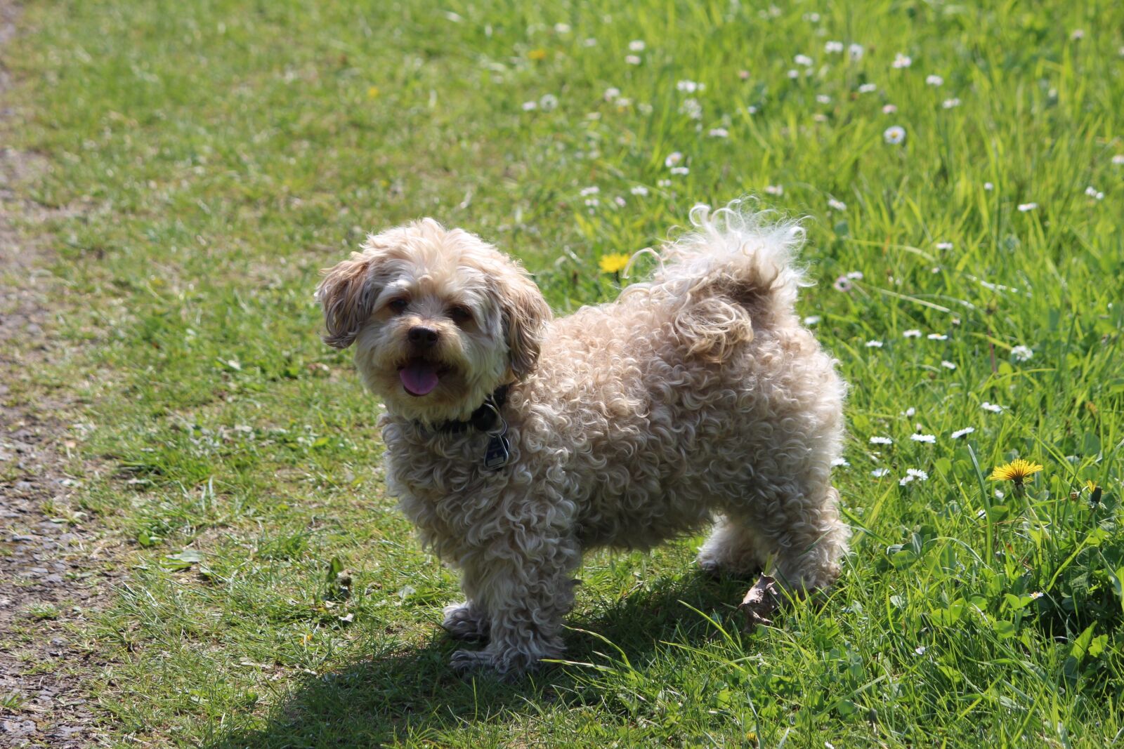 Canon EOS 600D (Rebel EOS T3i / EOS Kiss X5) sample photo. Grass, animal, mammal photography