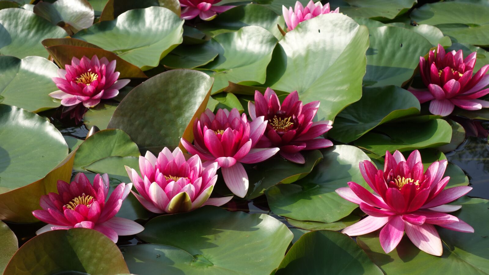 Sony Cyber-shot DSC-RX100 sample photo. Water lily, pond, pink photography