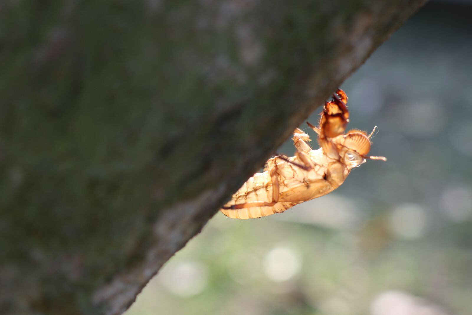 Canon EOS M6 sample photo. One cicada, skin, cover photography