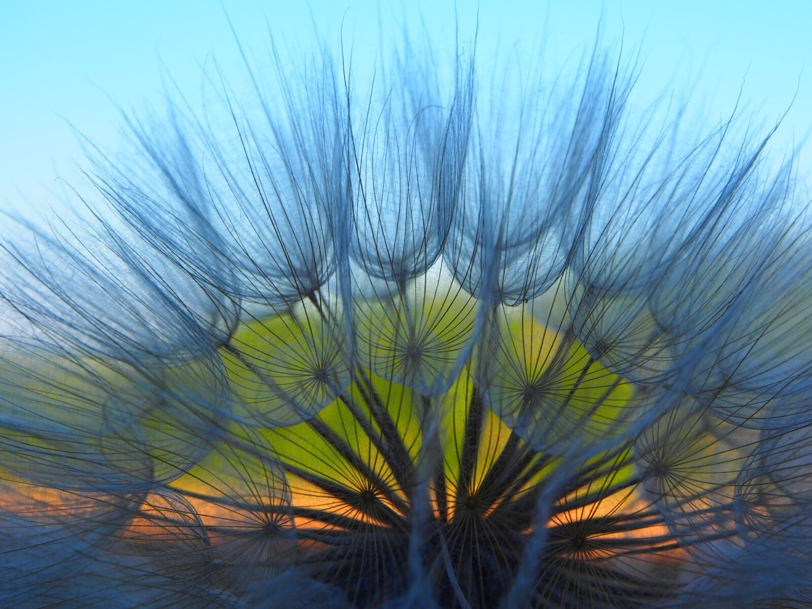 Olympus OM-D E-M5 sample photo. Flower, dandelion, spring photography