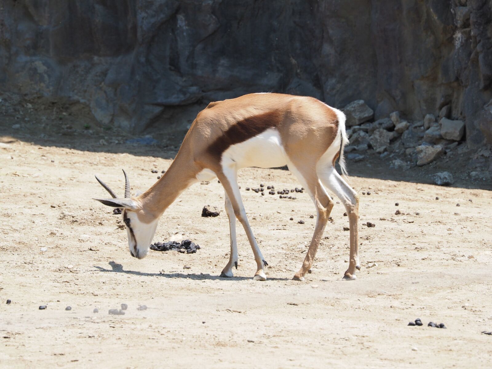 Olympus OM-D E-M1 sample photo. Yeoyang, zoo, a grazing photography