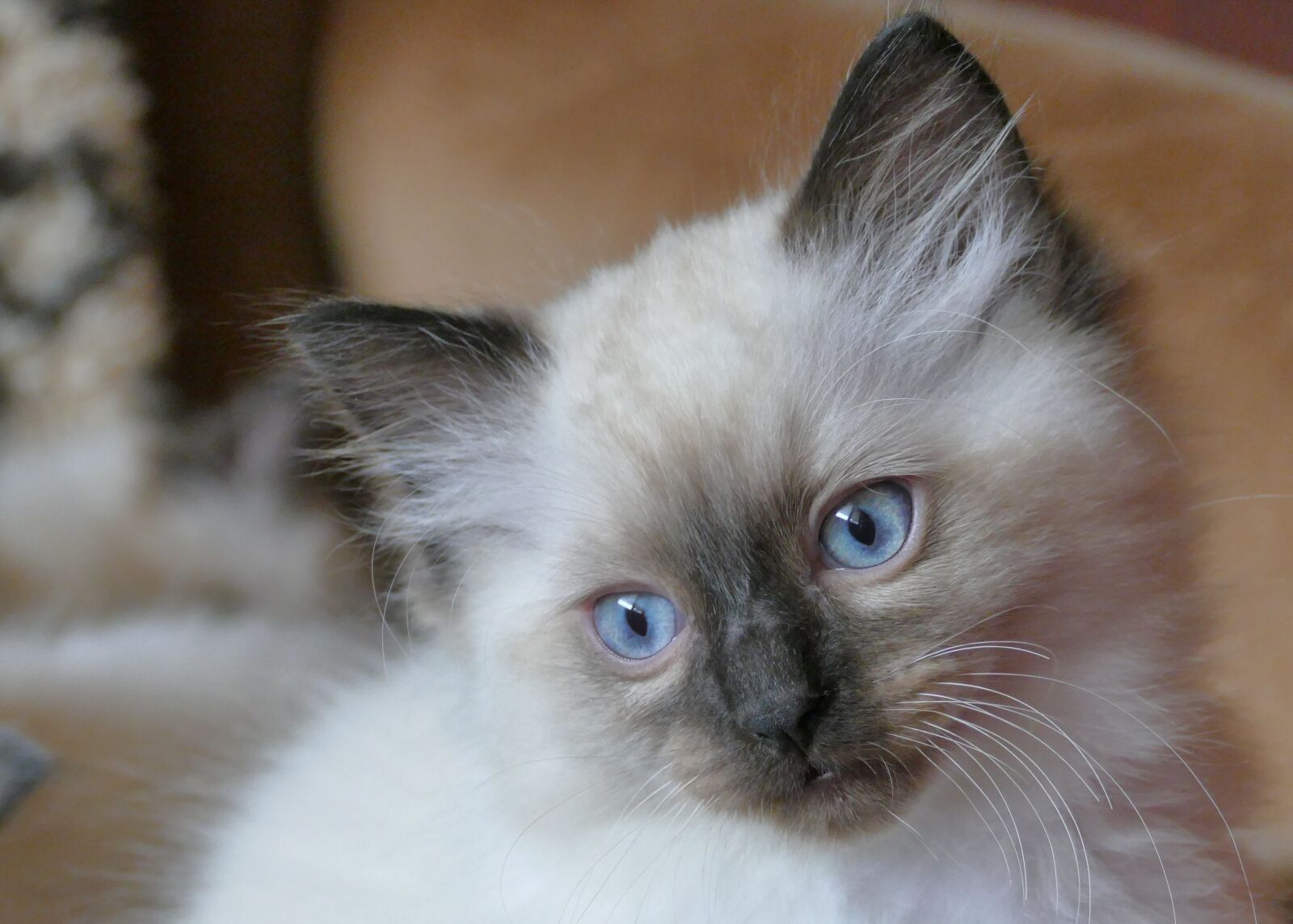 Panasonic Lumix DMC-FZ1000 sample photo. Cat, ragdoll, animals photography