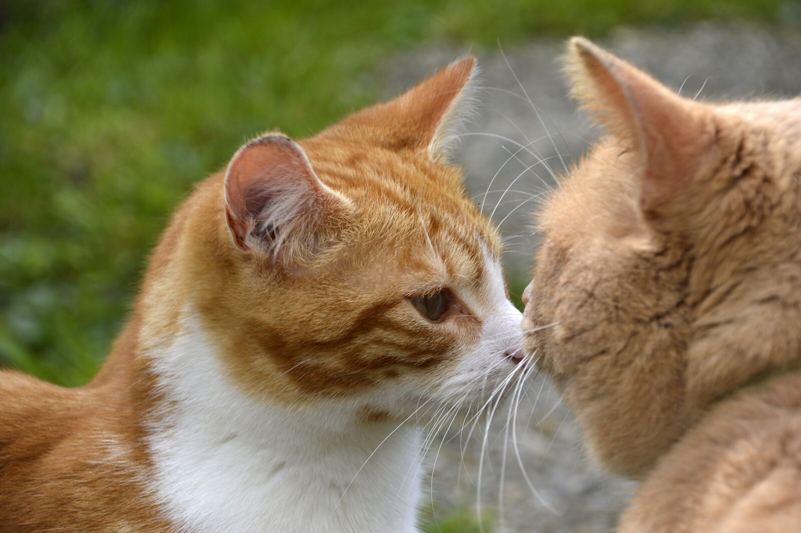 Nikon D3200 sample photo. Cat, cats, kiss photography
