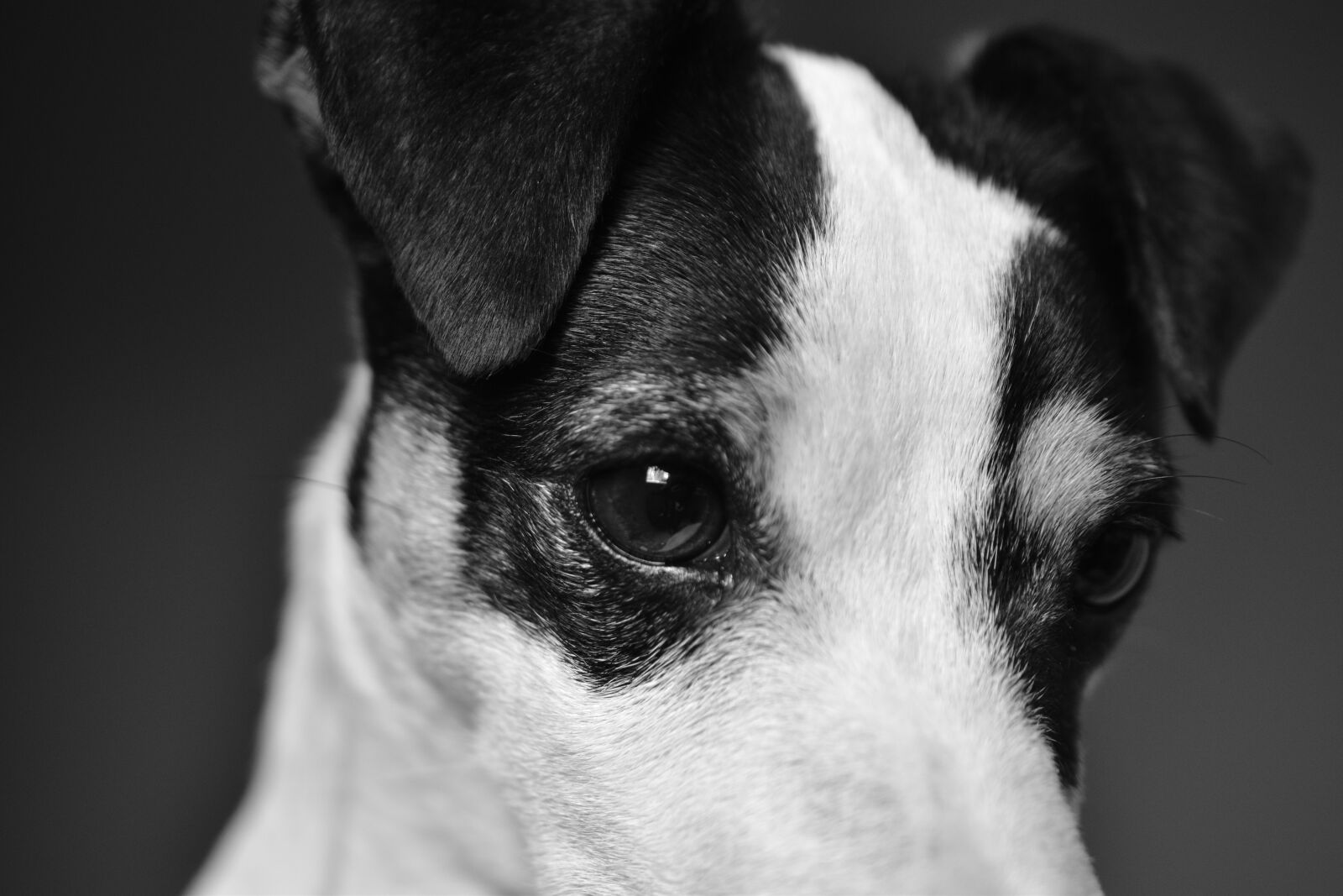 Nikon D5600 sample photo. Dog, jack russel, terrier photography