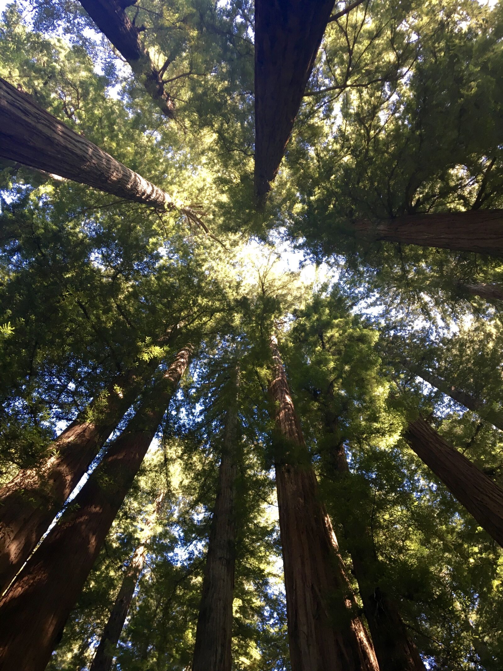 Apple iPhone 6s sample photo. Redwood trees, canopy, tree photography