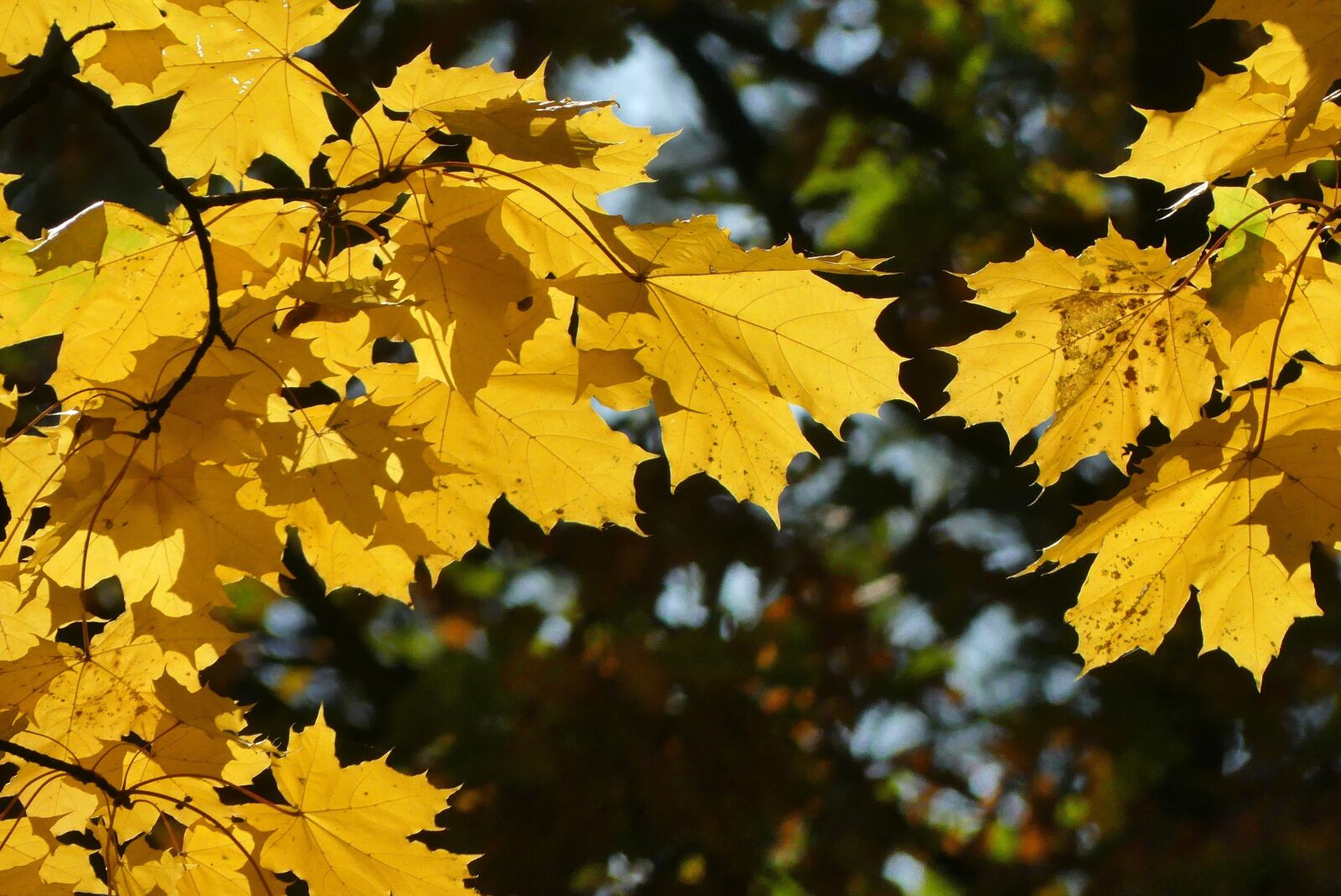 Panasonic Lumix DMC-FZ300 sample photo. Autumn, kraków, foliage photography