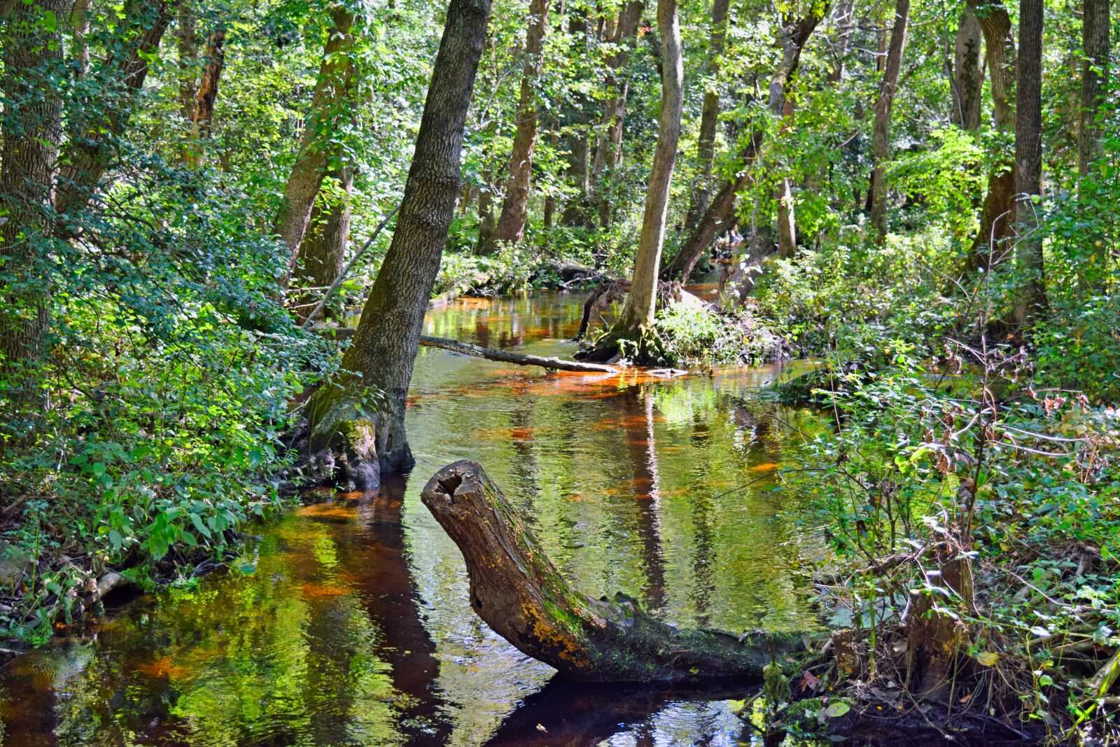 Nikon D3300 sample photo. Stream, woods, forest photography