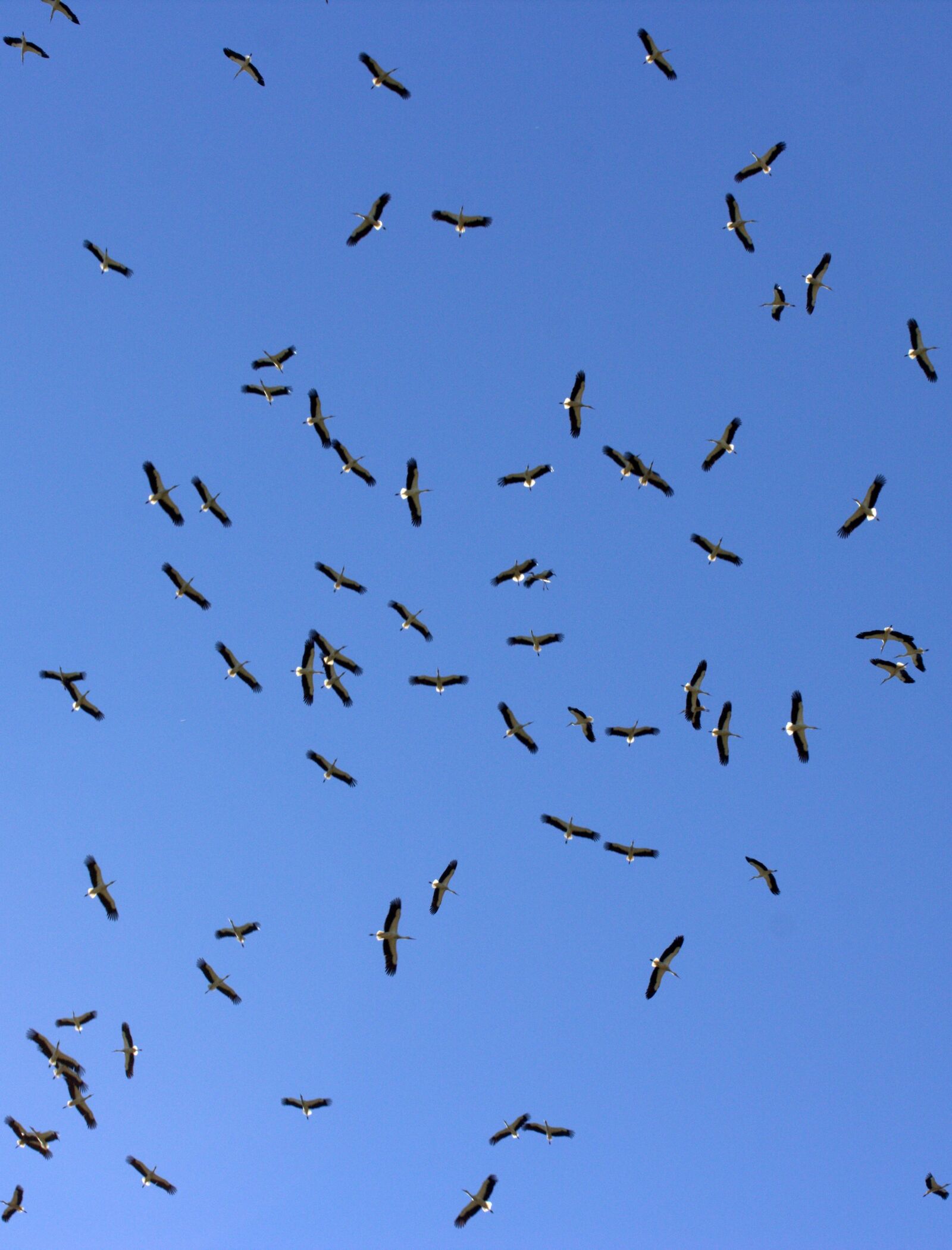 Canon EOS 700D (EOS Rebel T5i / EOS Kiss X7i) sample photo. Stork, stol, birds photography