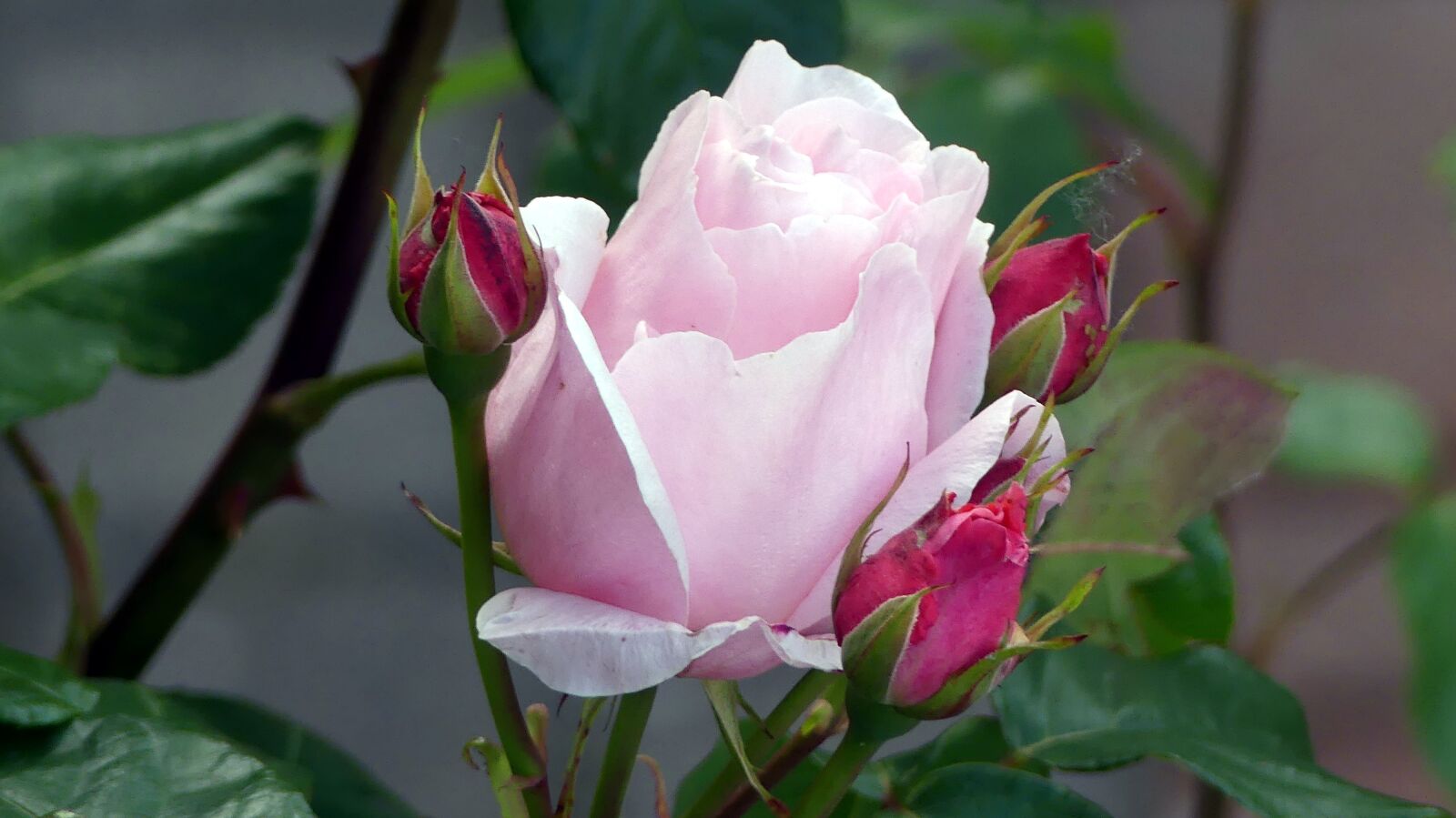 Panasonic Lumix DMC-FZ300 sample photo. Rose, garden, flower photography
