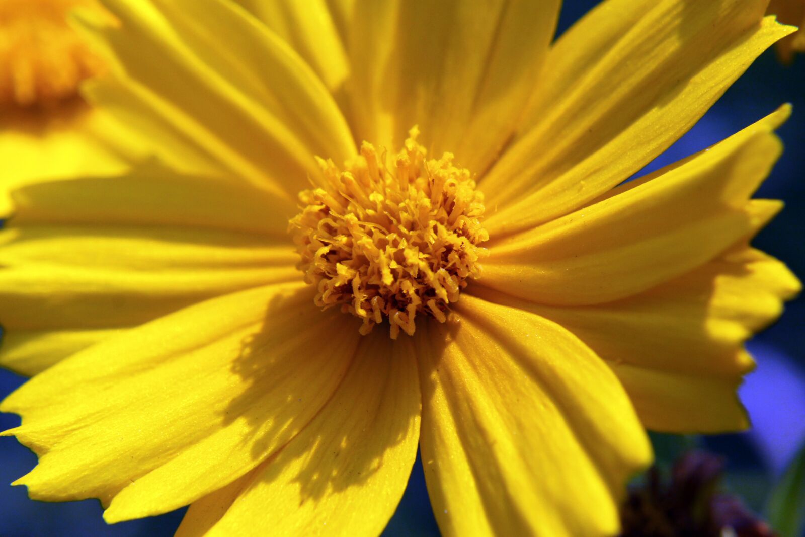 Canon EOS 50D sample photo. Yellow flower, close-up, geumgyeguk photography