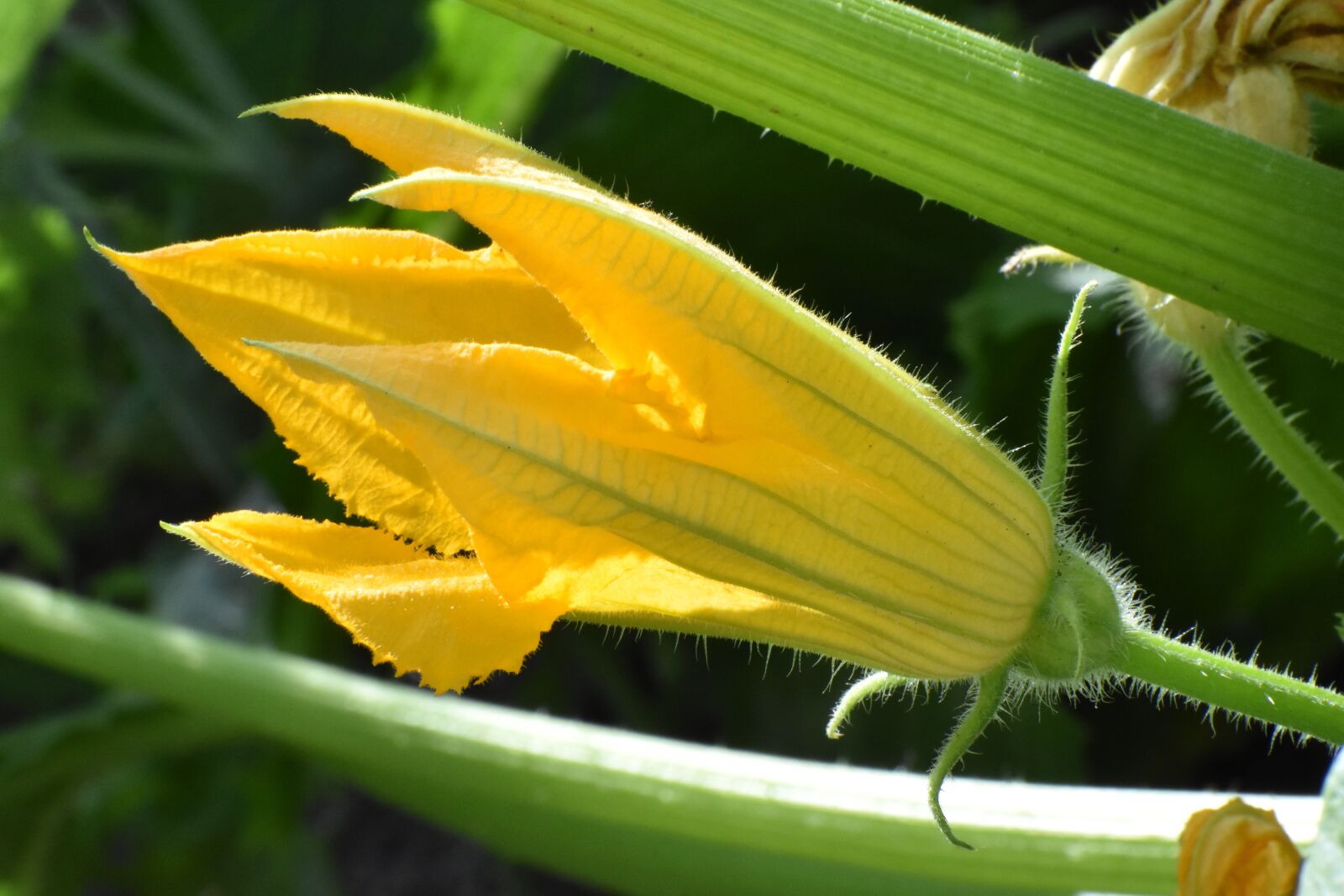 Nikon D3400 sample photo. Zucchini, flower, yellow photography