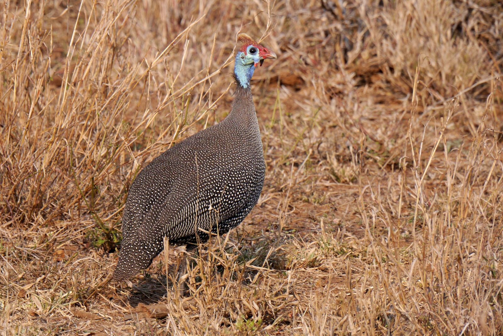 Panasonic Lumix DMC-GH3 sample photo. Guinea fowl, bird, animal photography