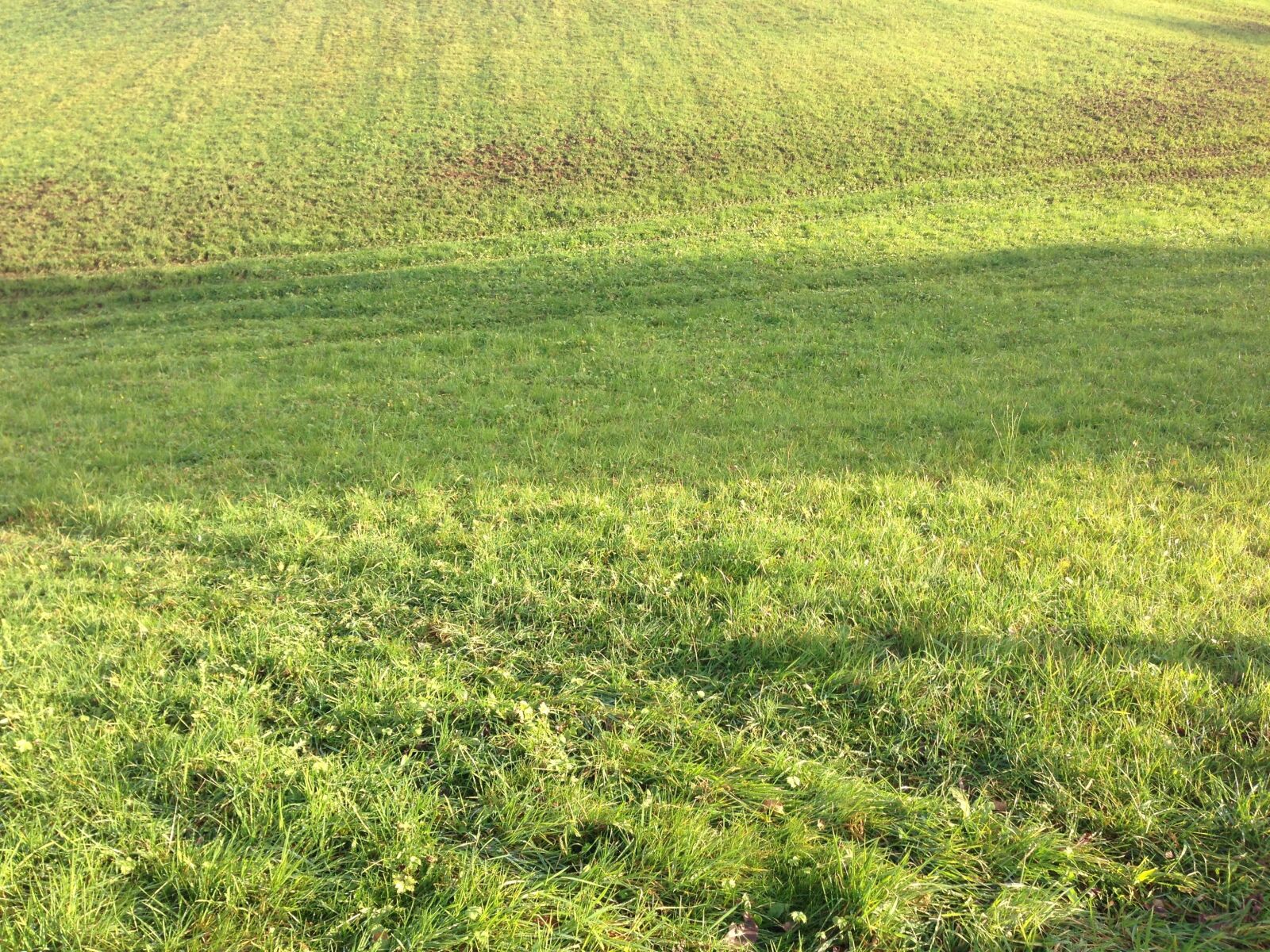 iPhone 5 back camera 4.12mm f/2.4 sample photo. Summer, meadow, grass photography