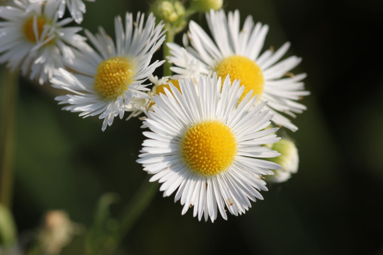 Canon EOS 550D (EOS Rebel T2i / EOS Kiss X4) sample photo. Erigeron annuus, daisy fleabane photography