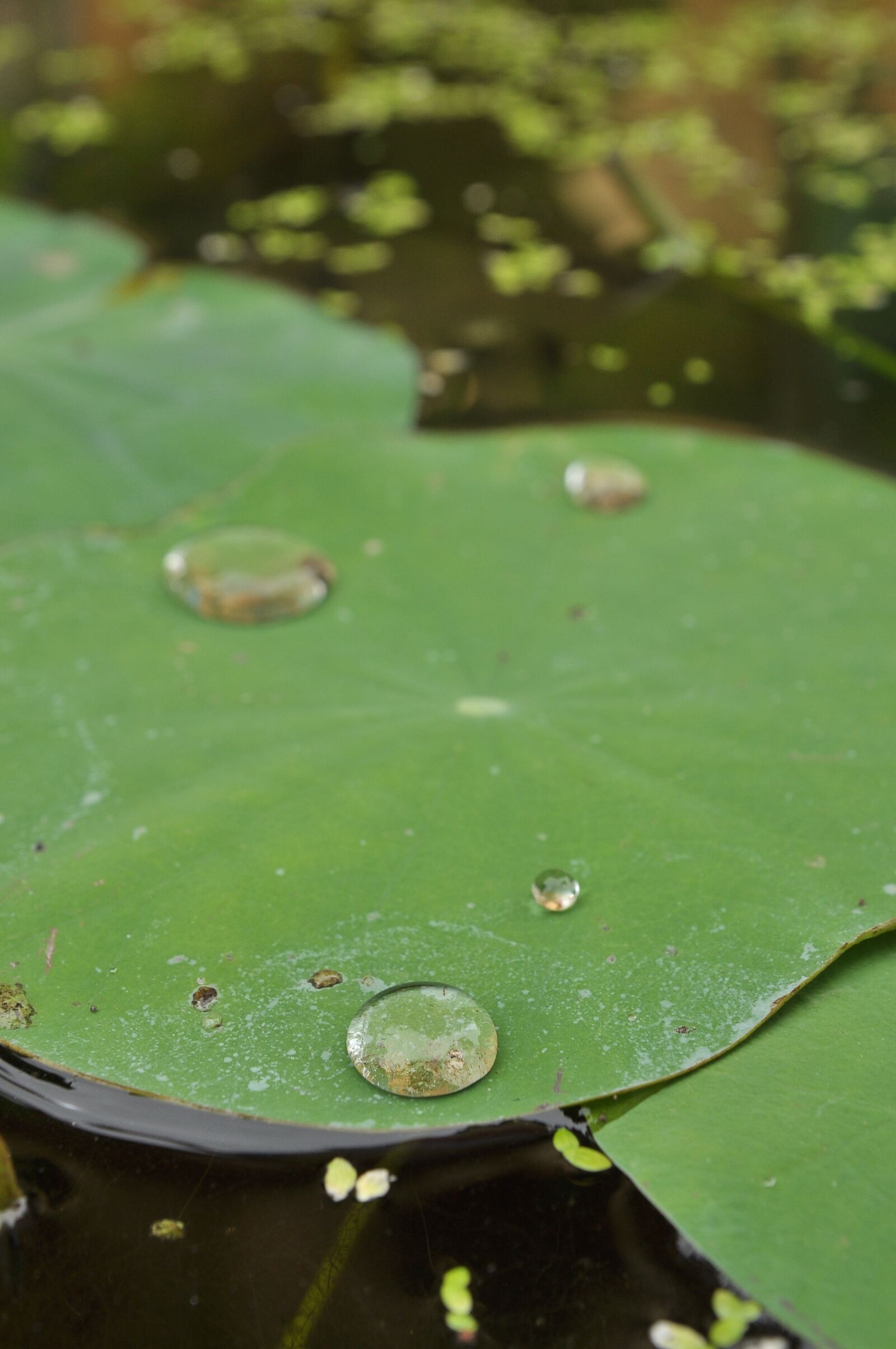 Nikon D90 sample photo. Lily pads, drop, green photography