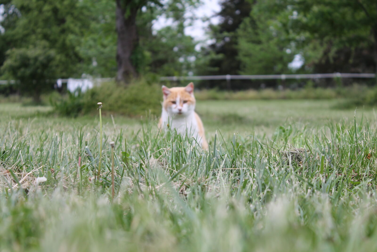 Canon EOS 1100D (EOS Rebel T3 / EOS Kiss X50) sample photo. Animal, animals, cat, excited photography